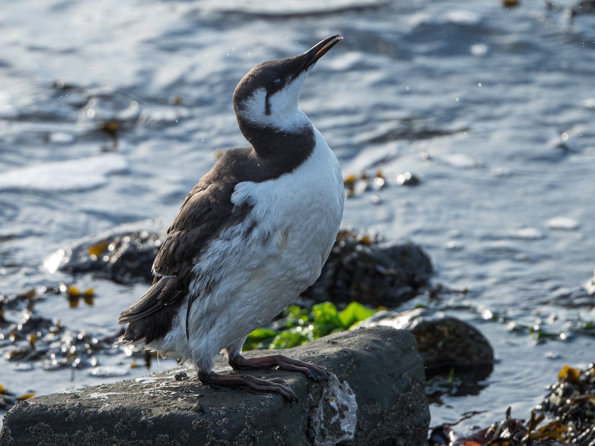 A penguin-like bird with a mostly black back, neck, wings and cap, a white belly and chin and a thing, pointy bill stands on top of a rock in the sea. It is photographed in the moment of shaking its head, with drops of sea water flying left and right