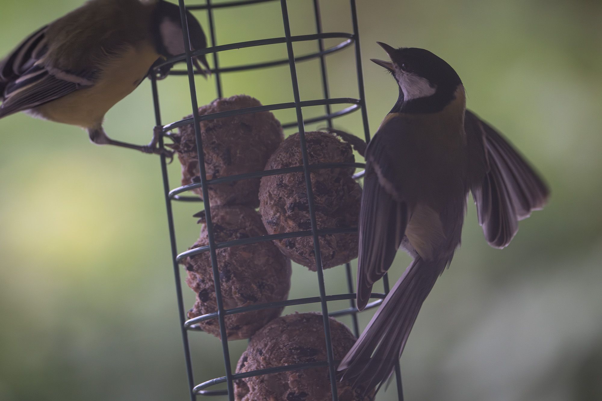 One of the great tits is flapping its wings