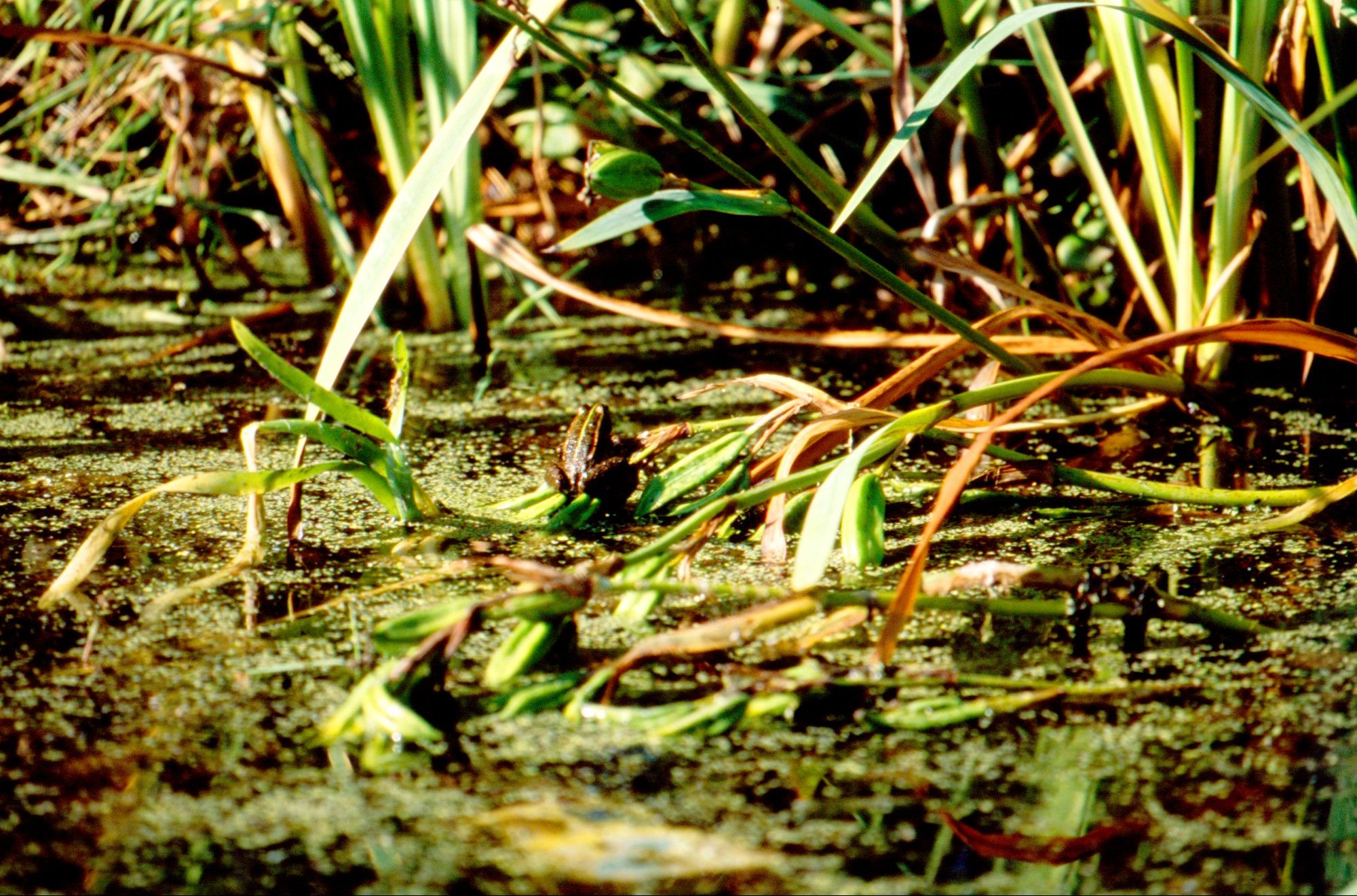 Little frog sitting out of the water on leave/stem of some water plants above water mostly covered in green.