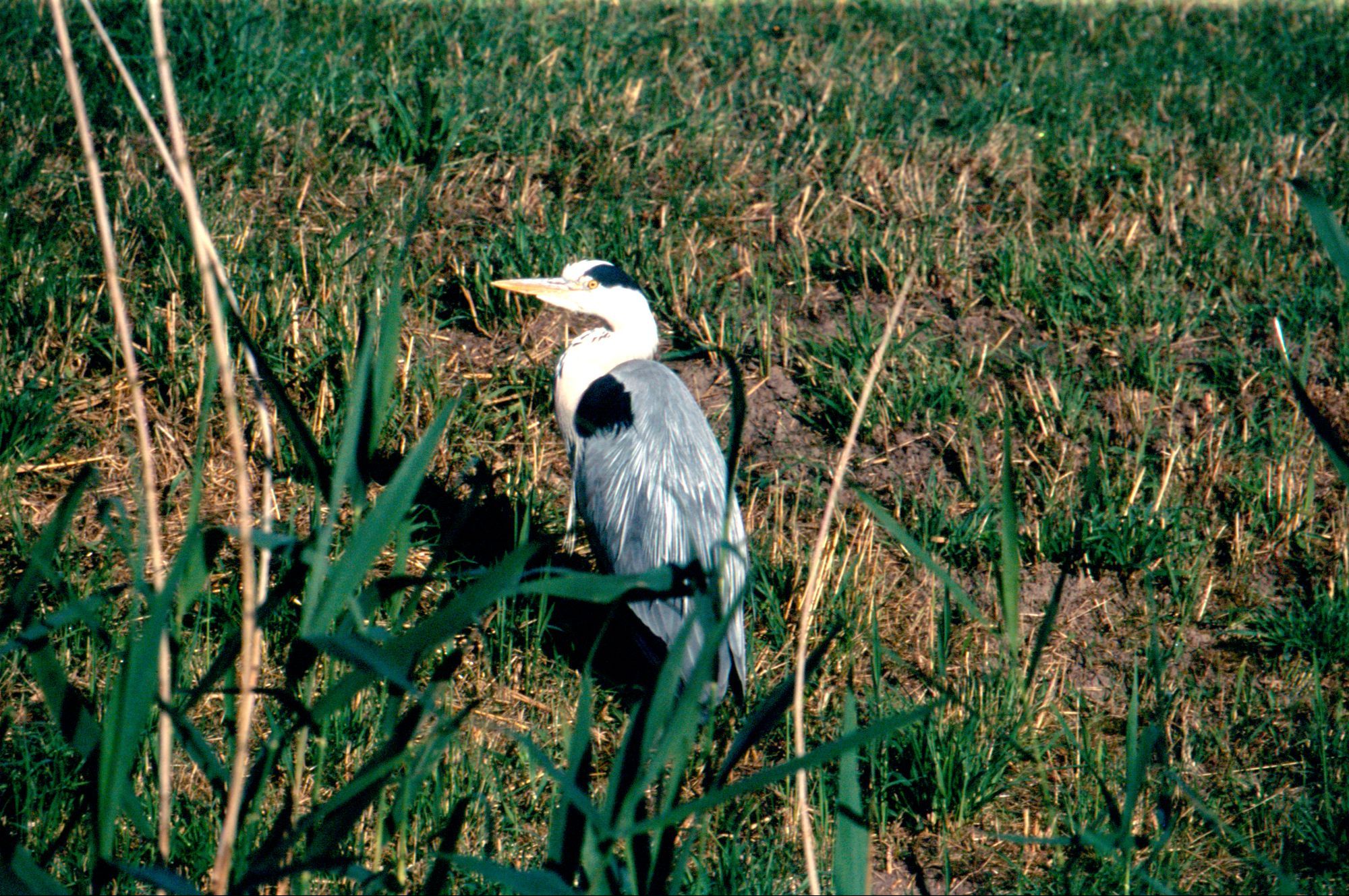 Heron on the bank of a drainage ditch/canal giving me the side-eye.