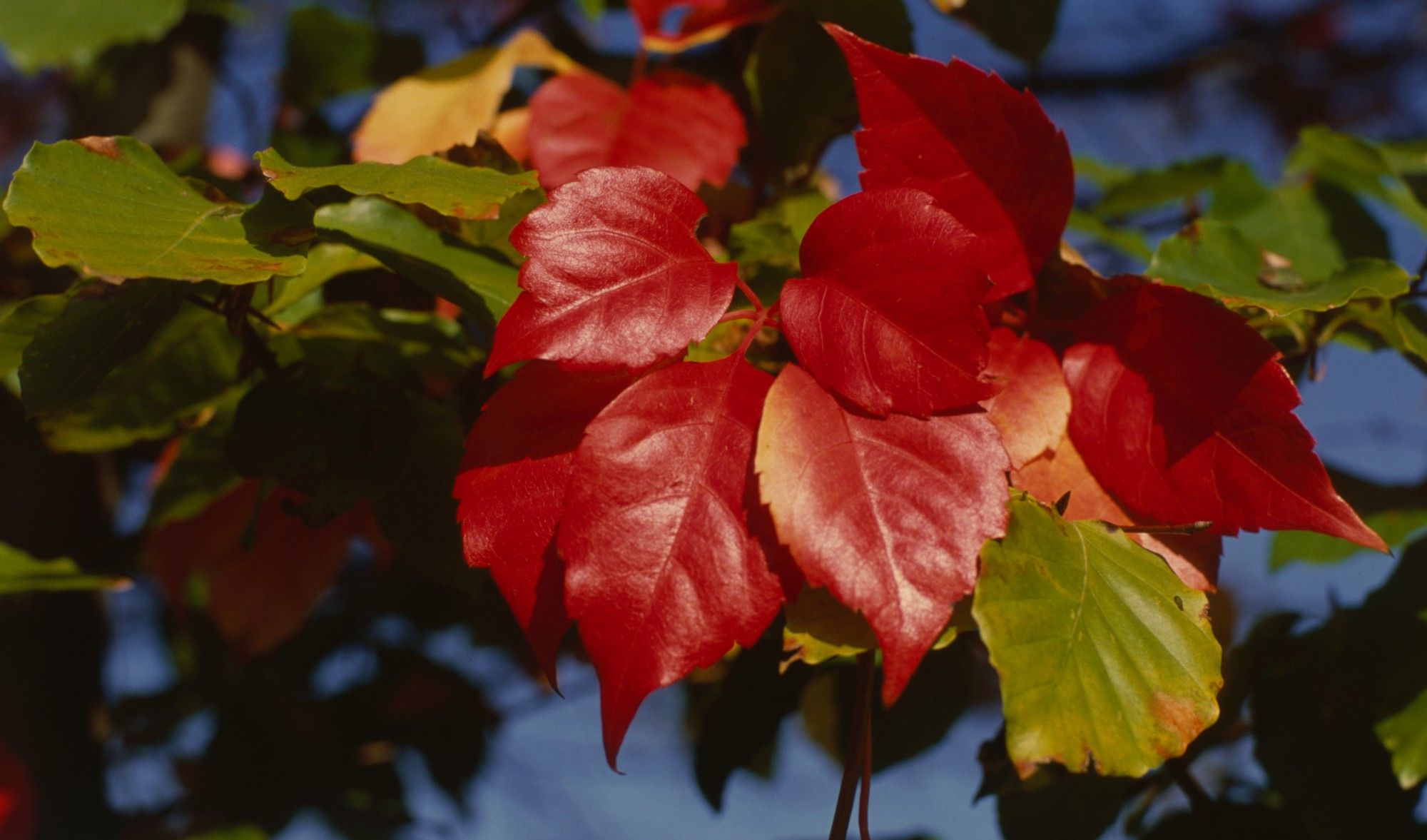 Red leaves (turned early as this was taken in September) in afternoon sunlight next to some normal green leaves.