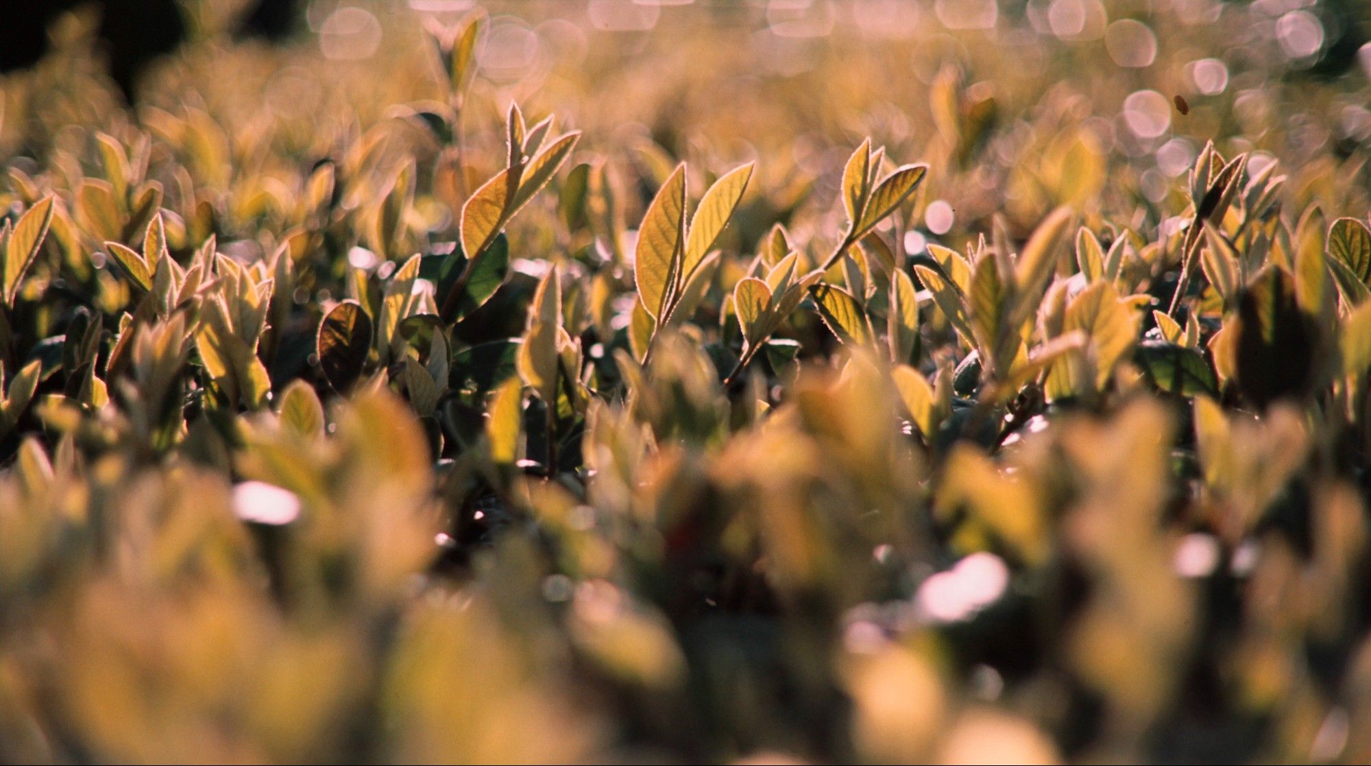 Shallow depth of field image of leaves in a hedge, backlight by strong late afternoon sunshine.