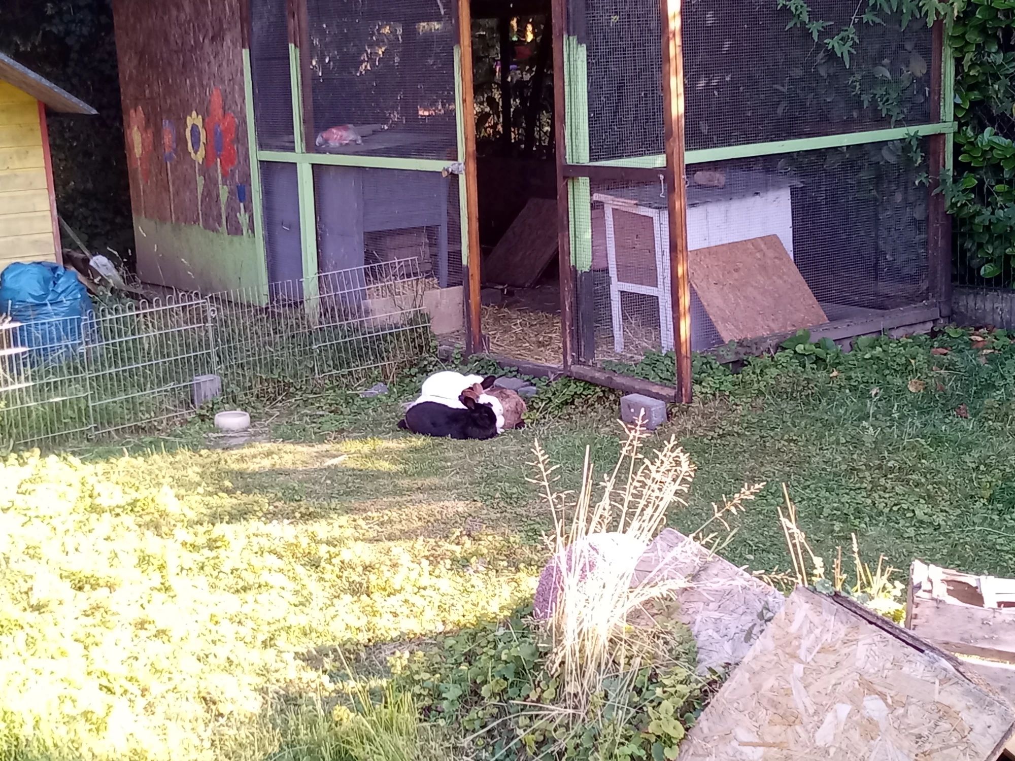 6 Kaninchen kuscheln sich aneinander im Freigehege.