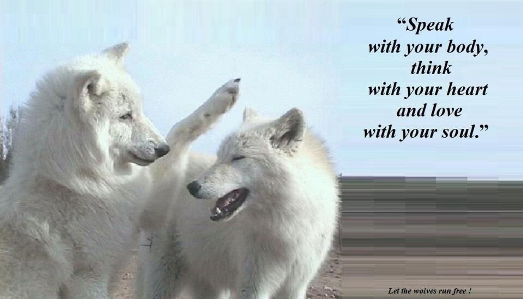 Image of two white wolves, one smiling and looking at the other, the other one raising their paw about to playfully bat the other wolf. The caption “Speak with your body, think with your heart and love with vour soul." In the right hand corner 
“Let the wolves run free!” In small text at the bottom.