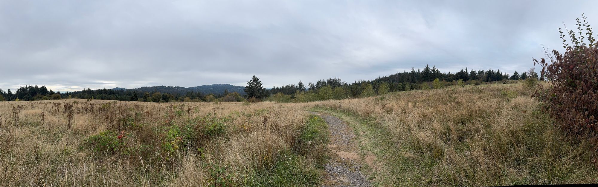 An autumnal-golden hilltop meadow east of Portland. It is a panoramic photo. The trail curves to the left through mostly dry grass under a woolen sky. In the distance, deep green pine forests blanket the hills.