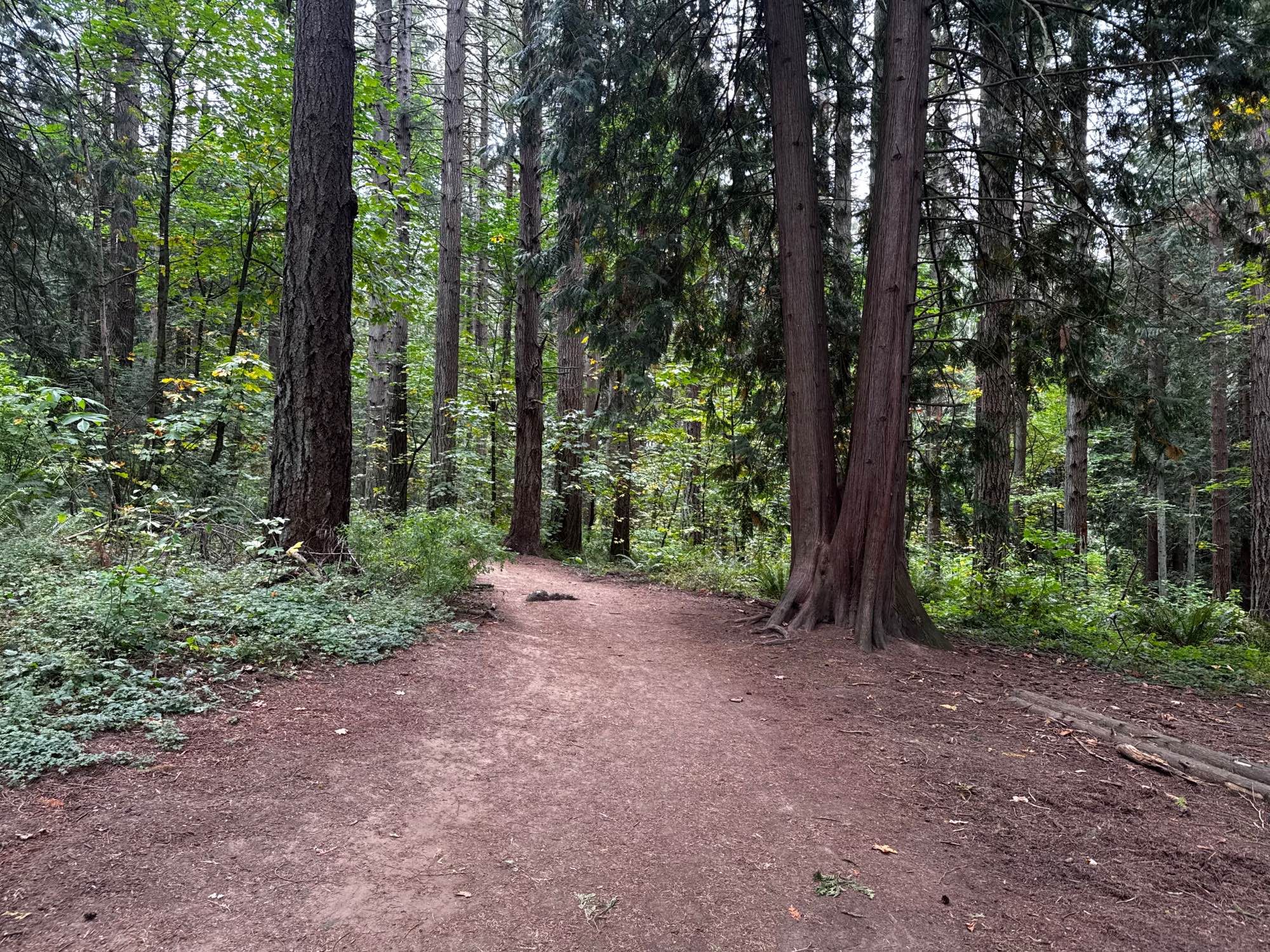 A photograph of a dirt trail leading deeper into the woods. At the location it’s taken, there is a small clearing with leafy ground cover, but sentinel trees stand on either side of the path. On the right, the pine’s branches hang down from two trees grown together. On the left, a stouter, darker trunk rises out of frame with no visible branches. Beyond them is a sea of verdant leaf and dark, vertical trunks with hints of sky above.