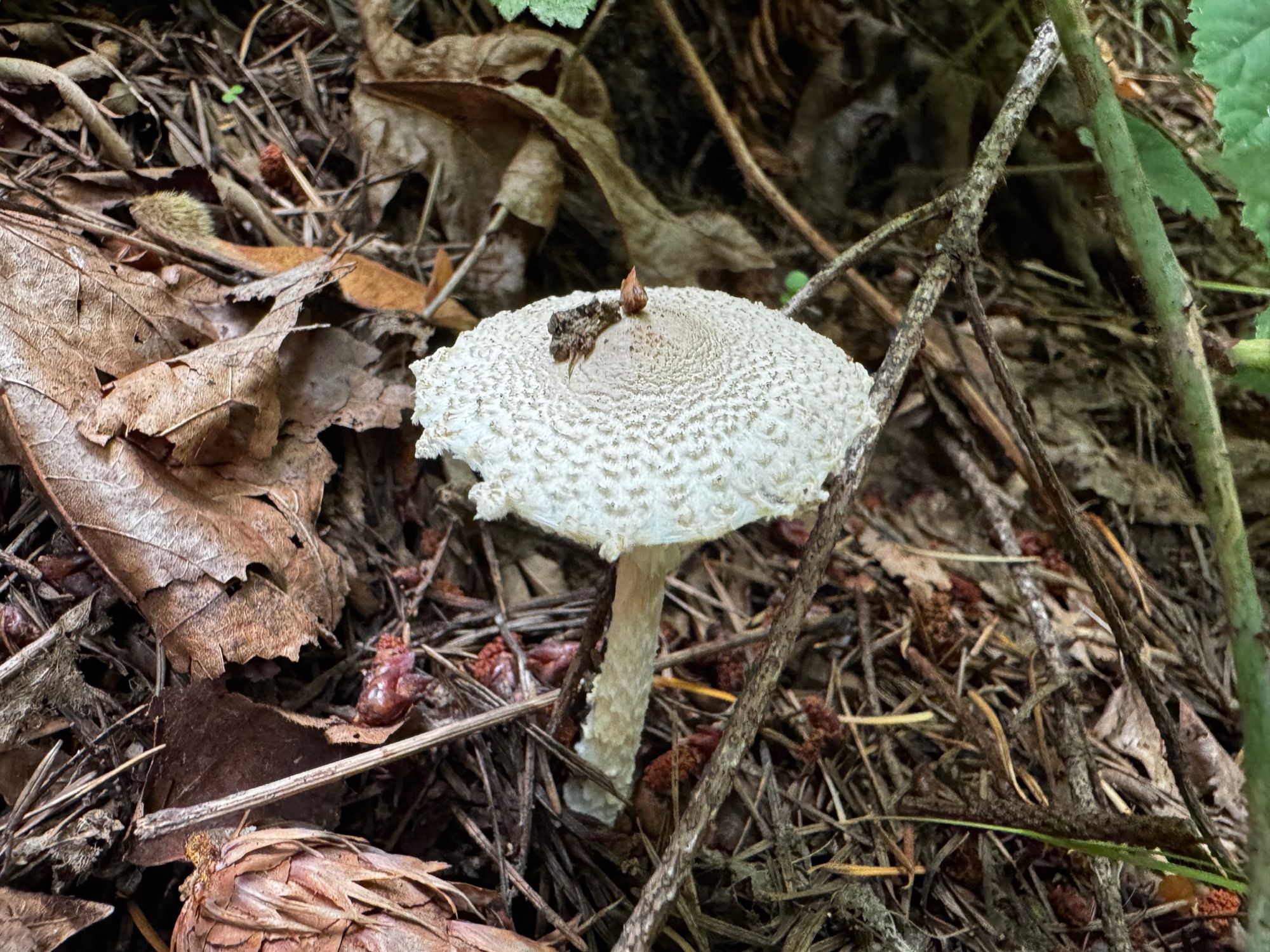 Photograph of a mushroom, probably a Shield Dapperling. It’s small (about three inches high), a yellow so pale as to be white with a flat, parasol-like cap covered in irregular bumpy nodules like you might see on a meringue. The edges of the cap are ragged, and it is surrounded by pine duff and leaf detritus.