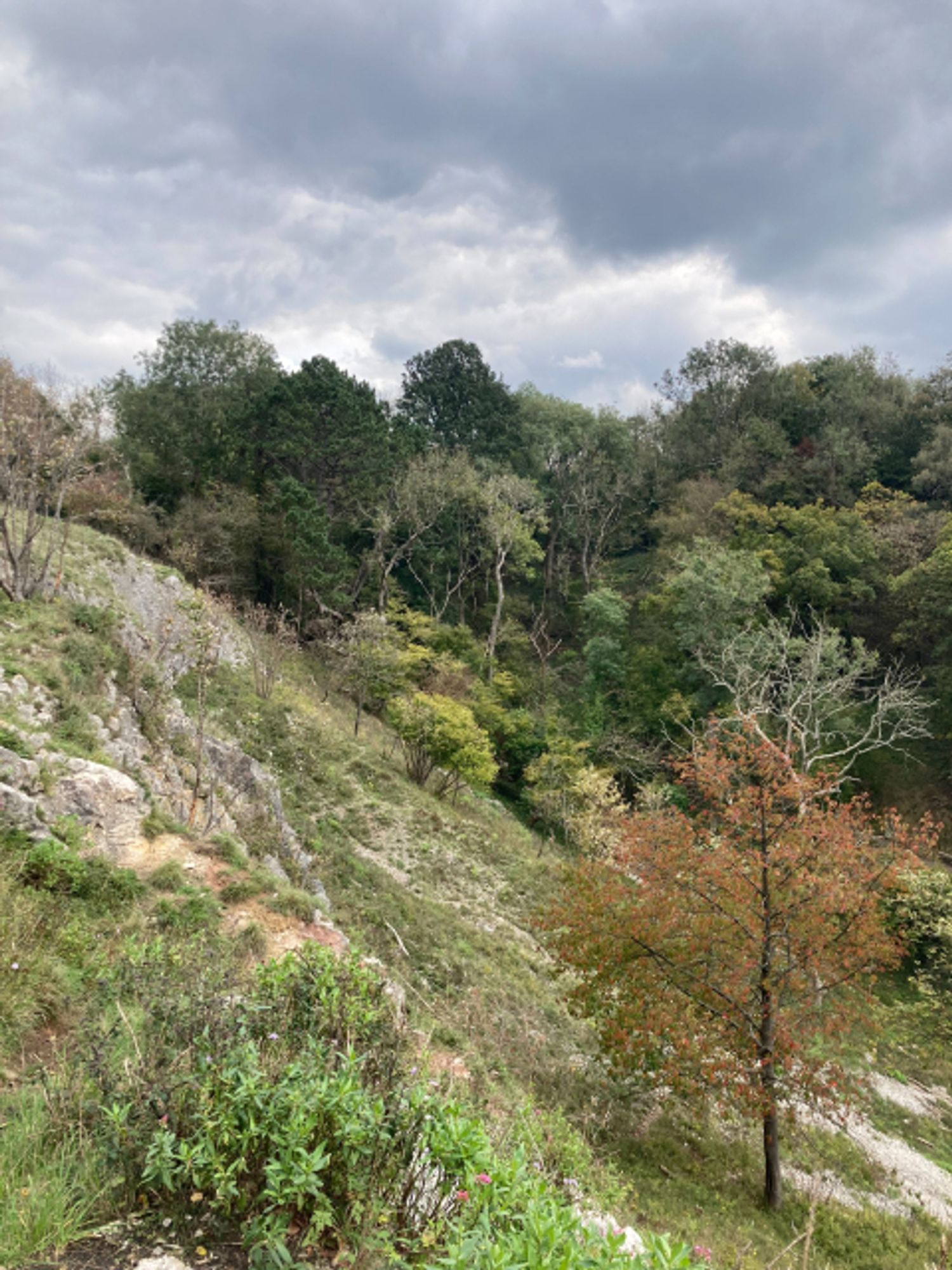 Limestone rocky slope with trees, one of which orange-red