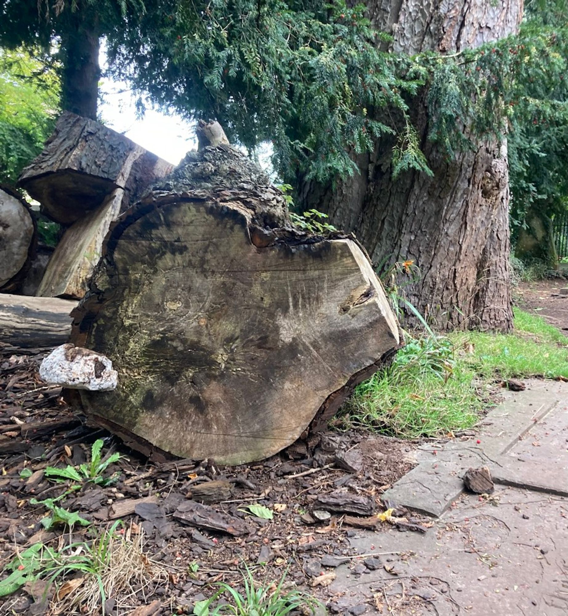 Fungi on chopped tree by grave