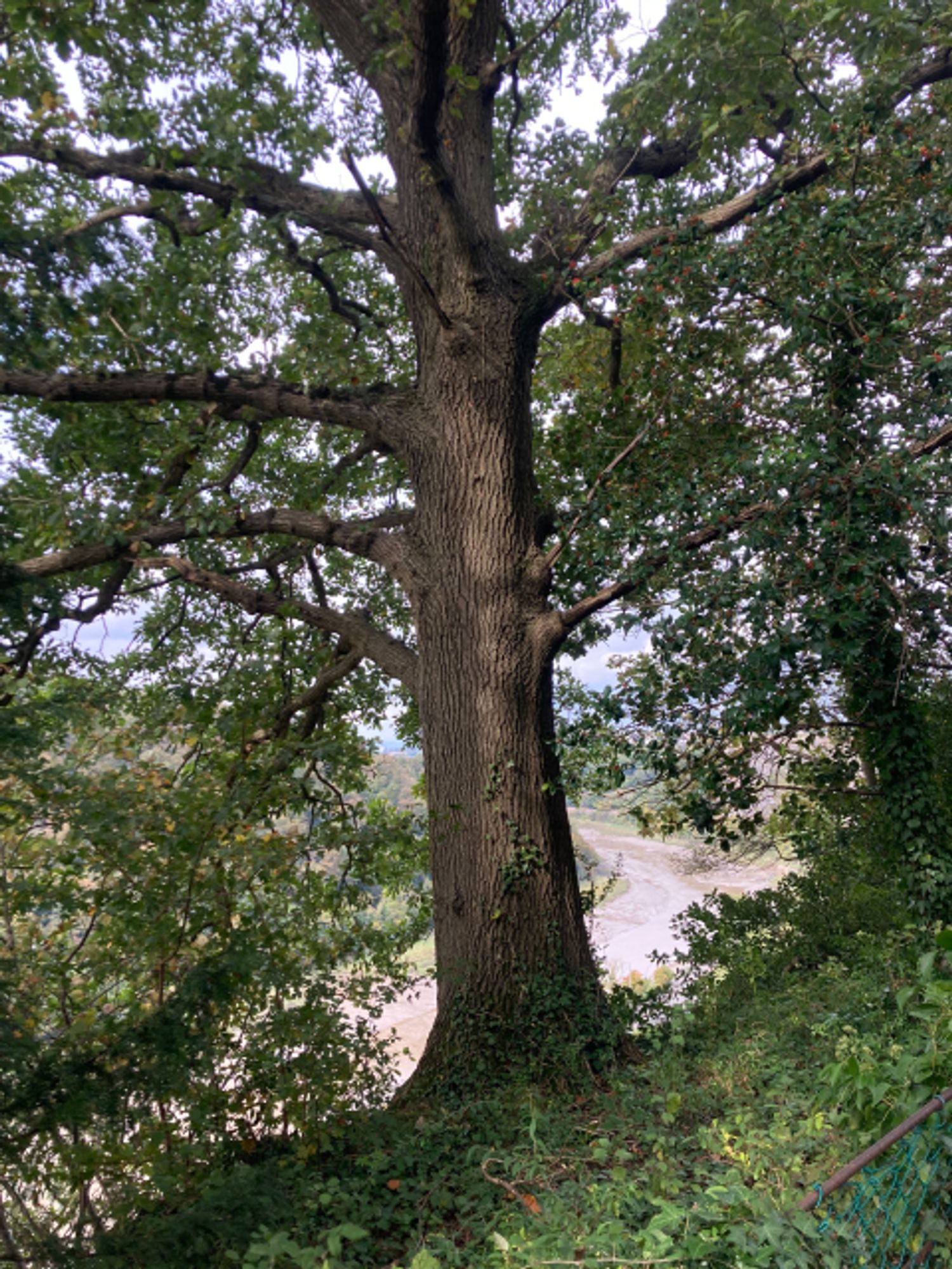 Large tree with river below