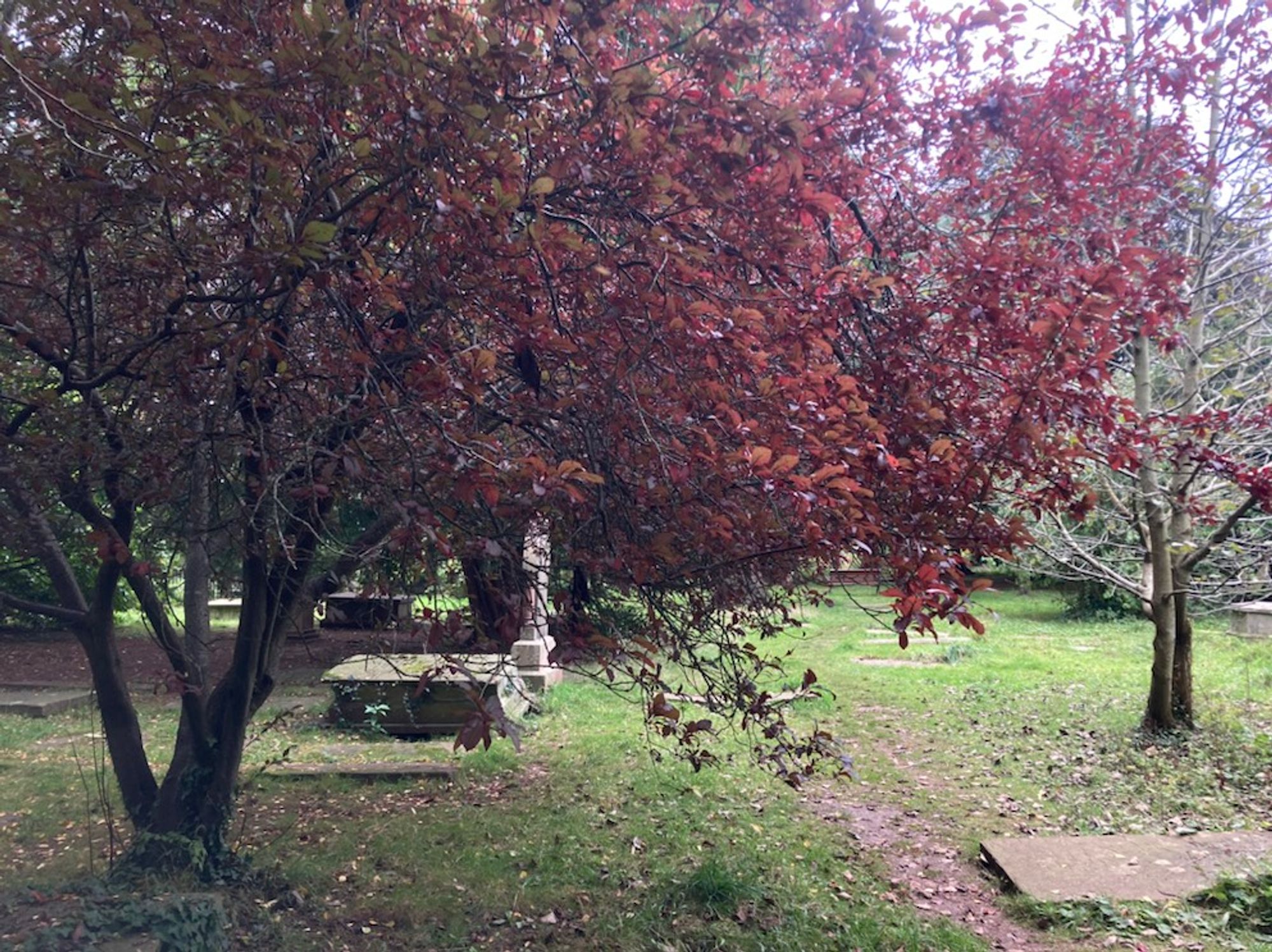 Tree with red leavrs, graves, light from left