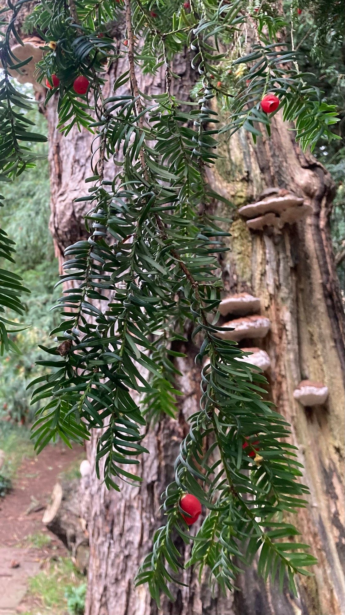 Berries on green needle branches, old tree stump with fungi behind