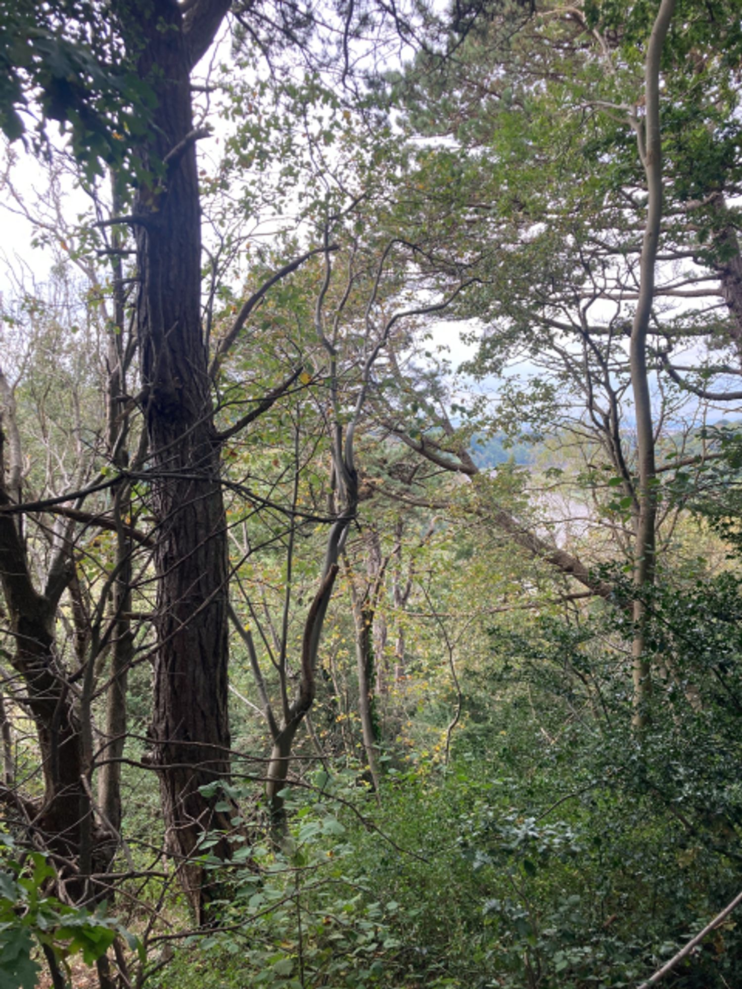 Tree clad slope with river behind