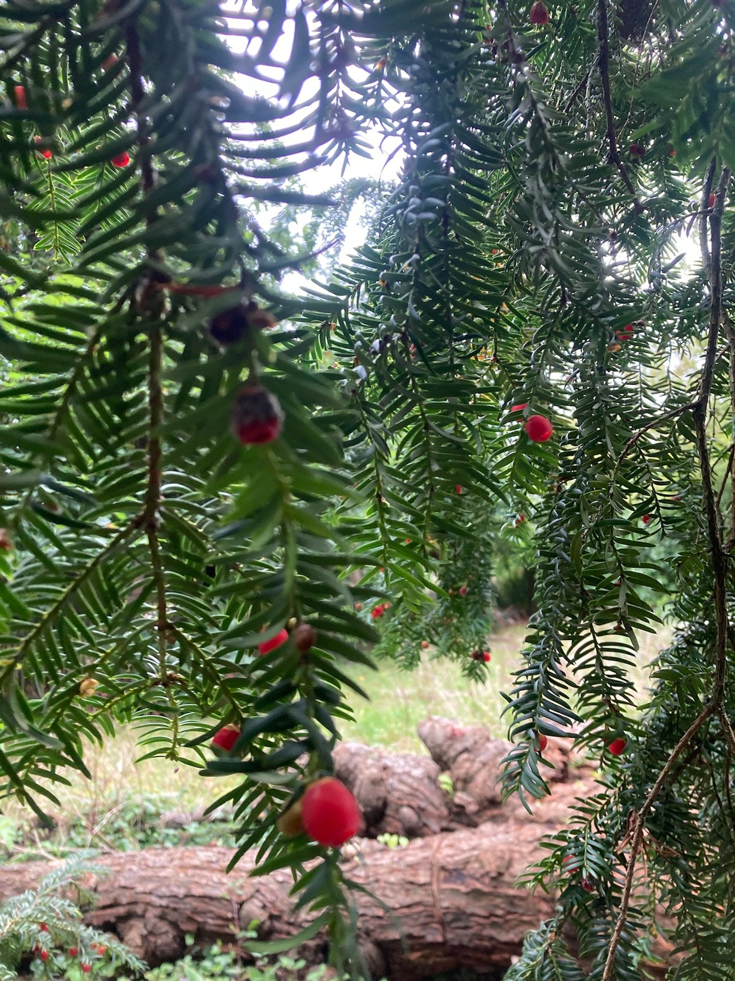 Red berries on green needle branches, chopped trees behind