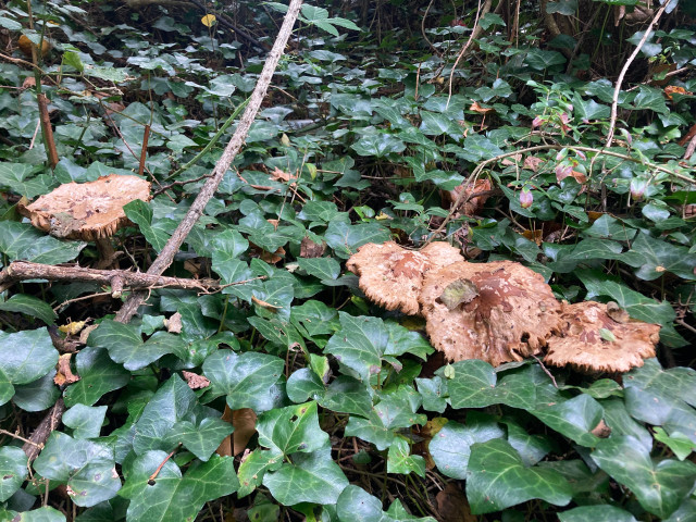 Brown fungi in ivy