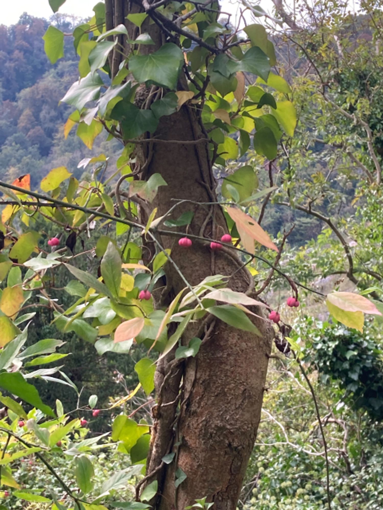 Red berries with tree and gorge behind