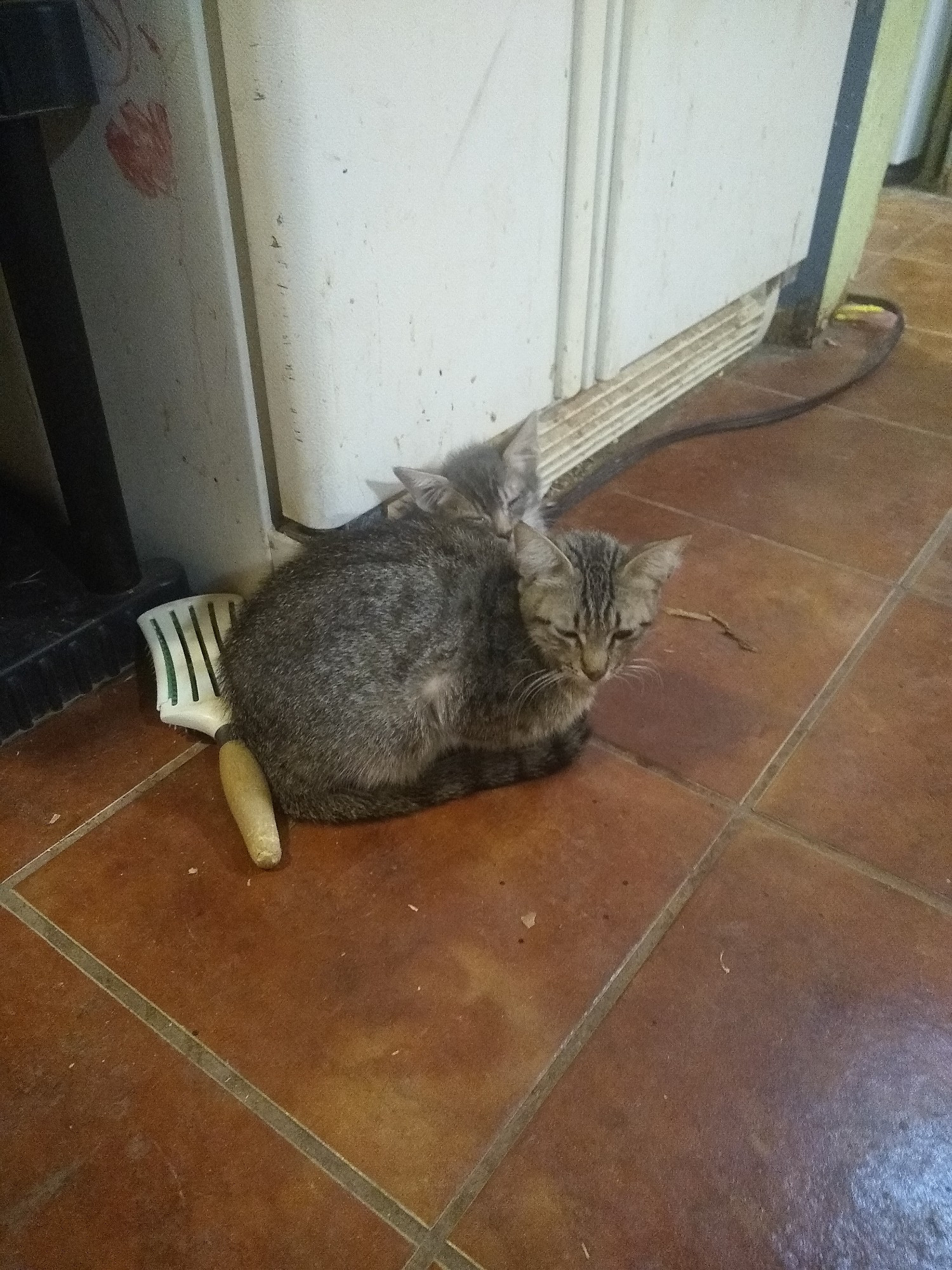 A small grey kitten leaning on a small adult cat on the floor next to the fridge, both with closed eyes