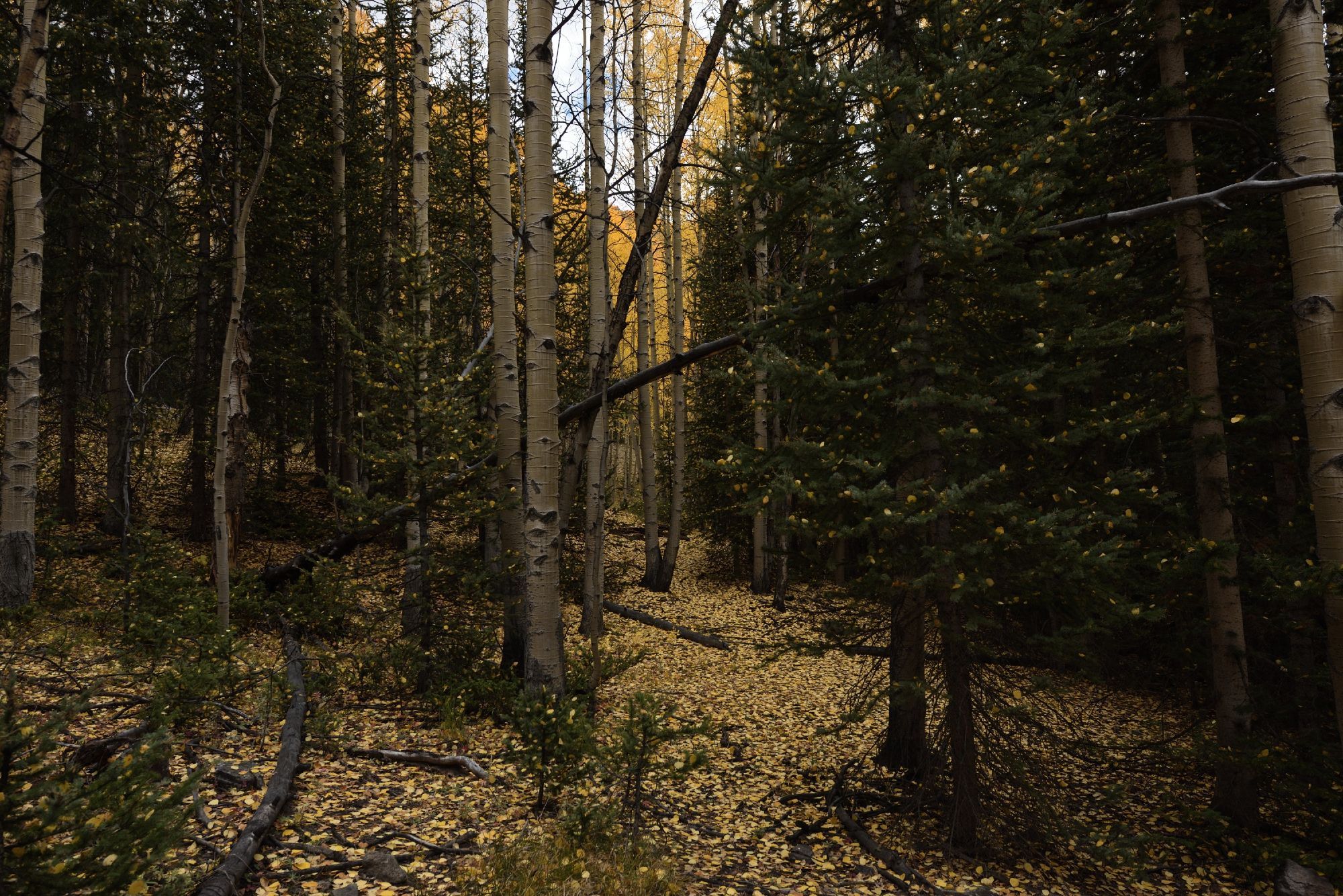 Numerous golden yellow aspen leaves remain suspended above the ground by pine needles, giving the appearance of a golden snowfall mixed in with the lush greenness of a coniferous forest.