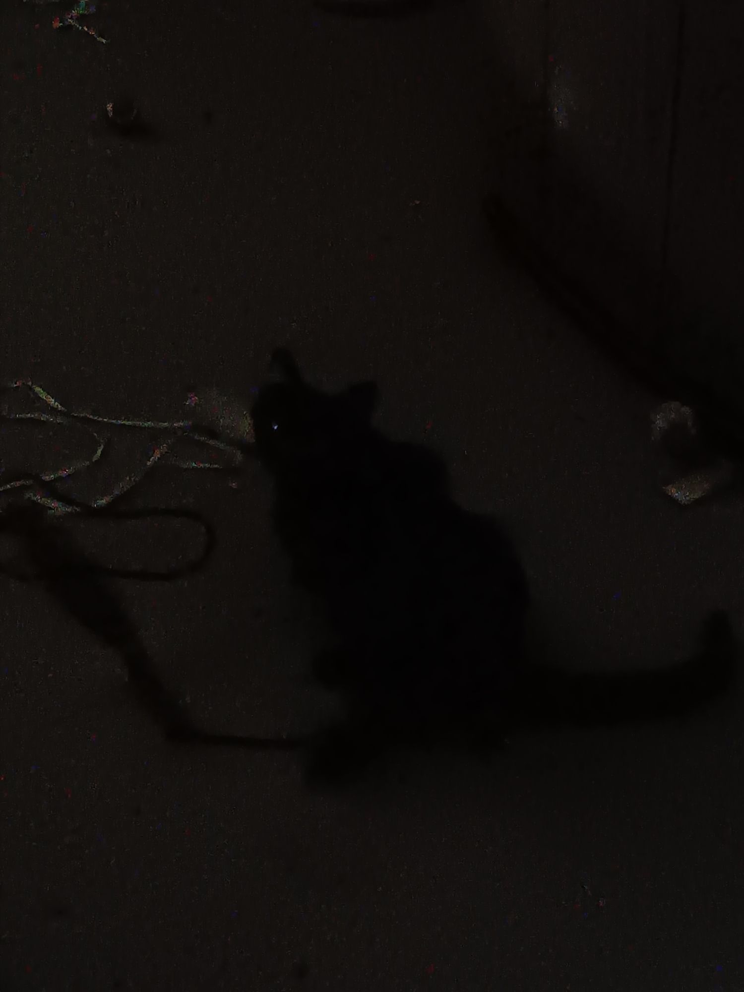 dark photo of a small black kitten among toys.