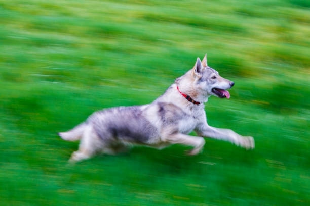 A czechoslovakian wolfdog moves forward.