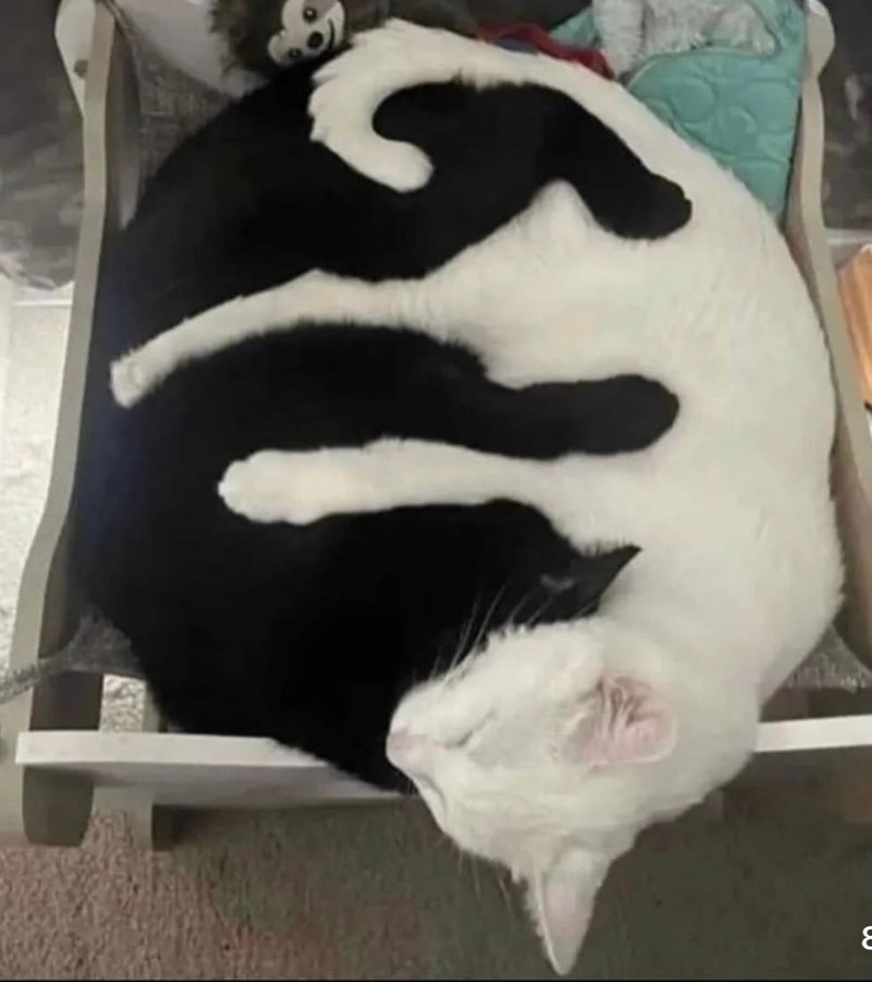 A black cat and white cat snuggle close with their legs and tails intertwined.