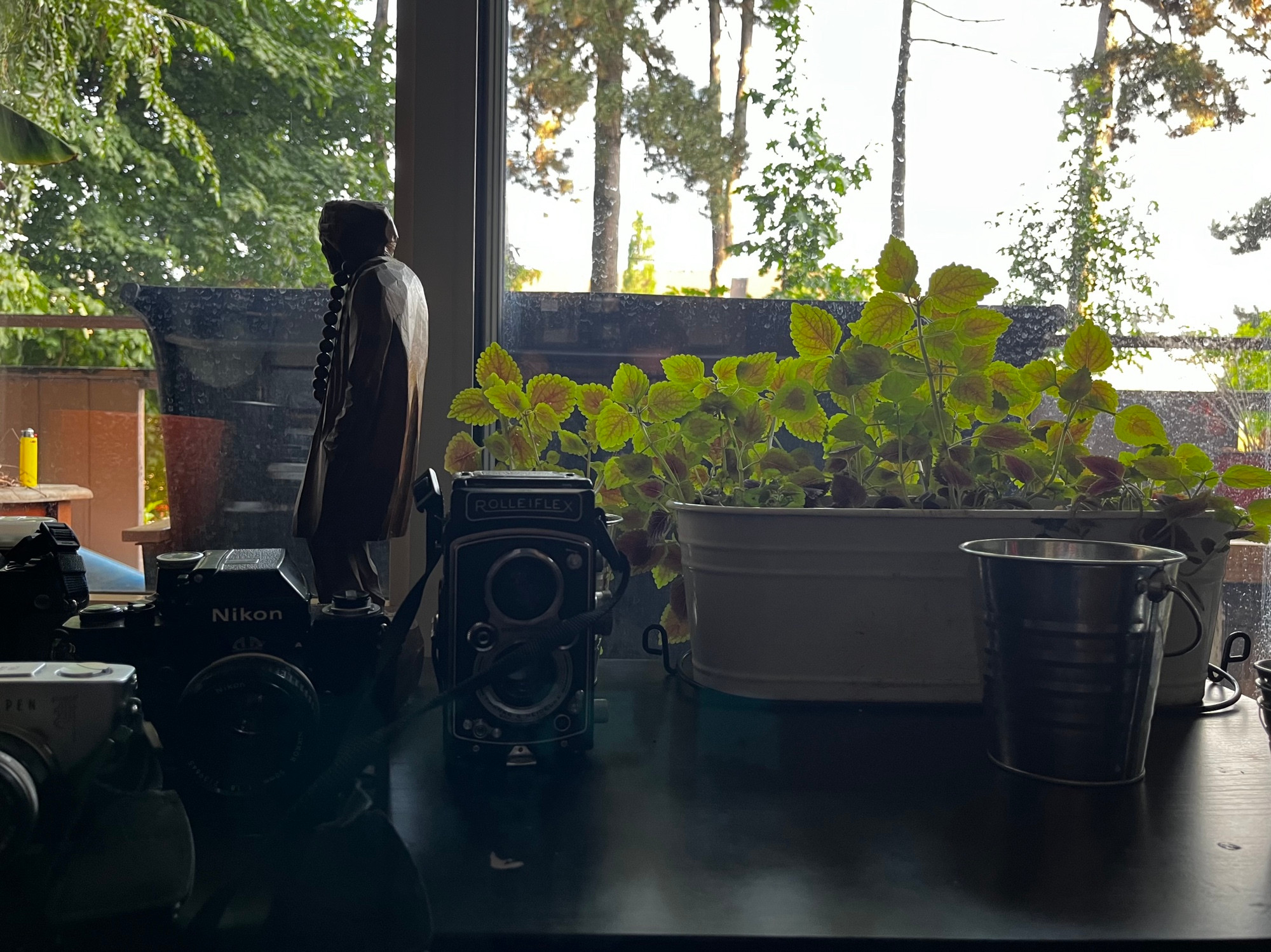 South facing window in afternoon light with house plants, cameras and a wooden sculpture.
