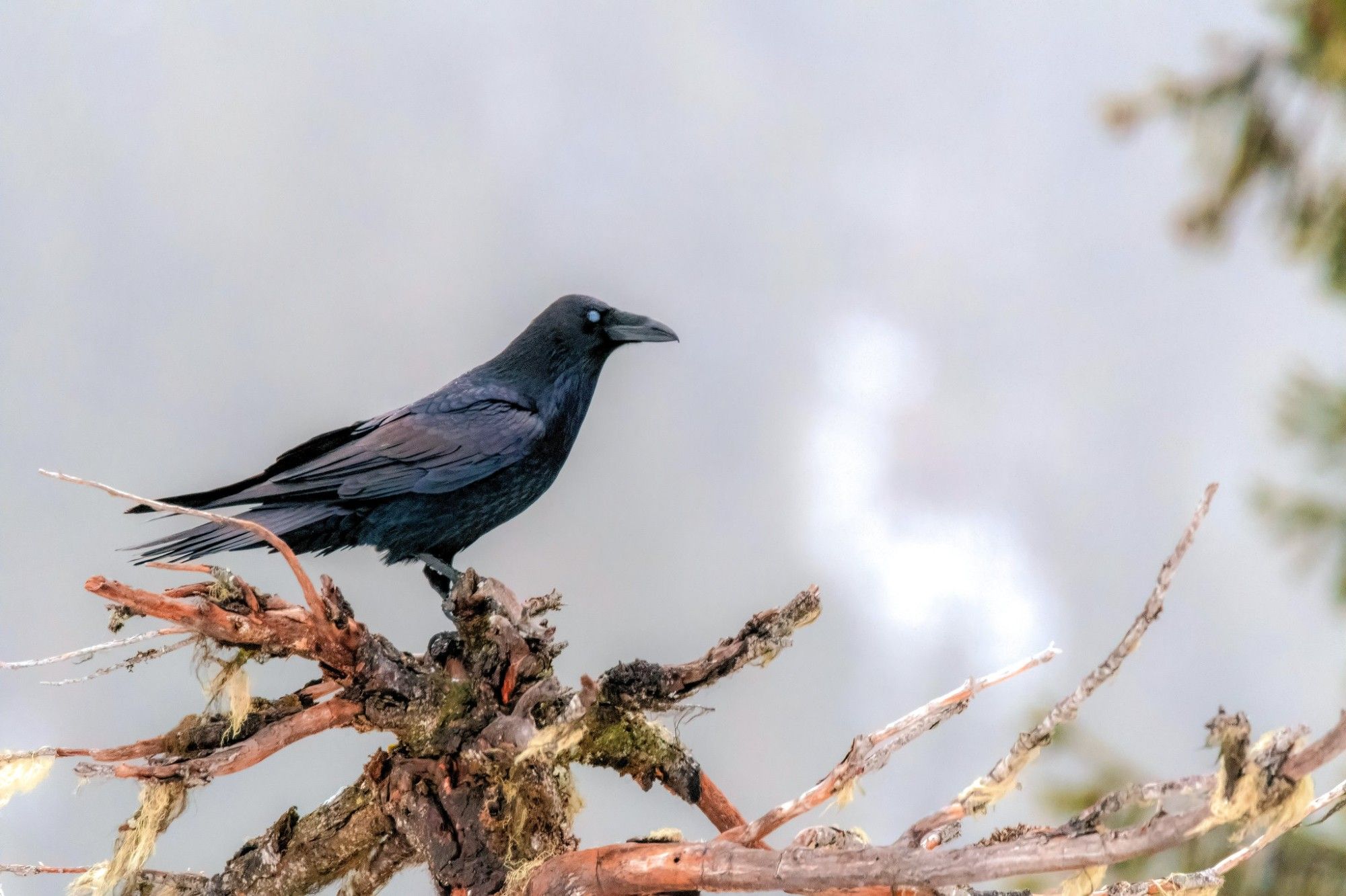 Nevermore Raven at Goatrocks Washington
with nictitating membrane closed