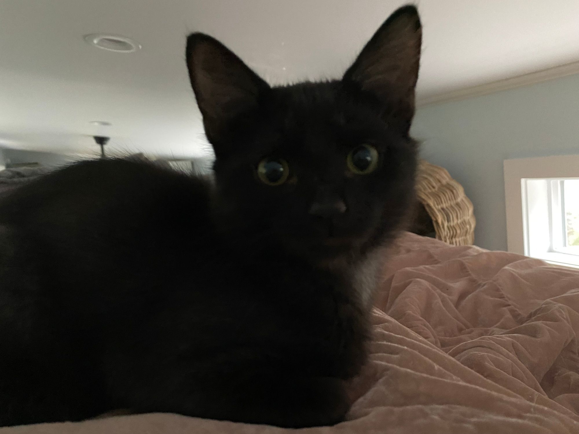 A sweet black baby kitten looking directly at the camera.