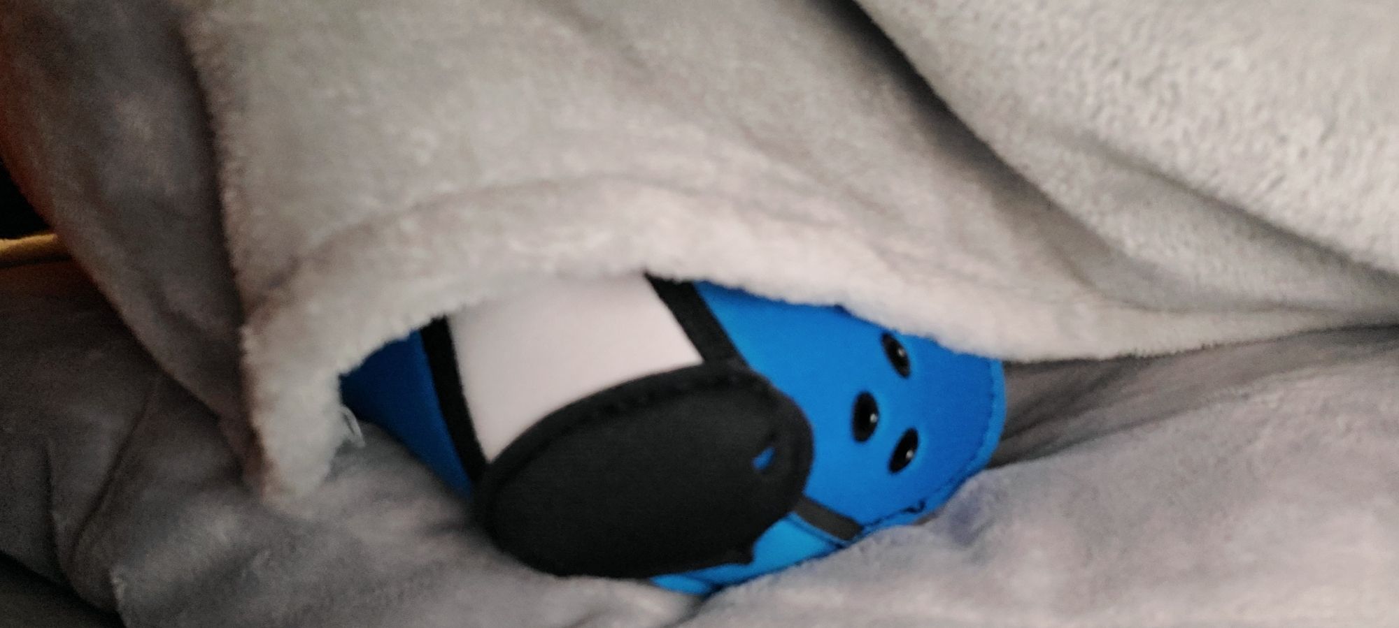 Blue and white pup hood underneath a blanket with the nose exposed.