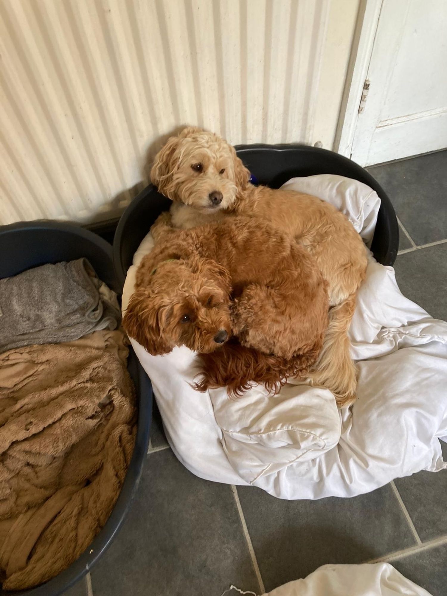 A marmalade coloured Cava Poo is snuggling in a dog basket next rip a light golden coloured Cocker Poo