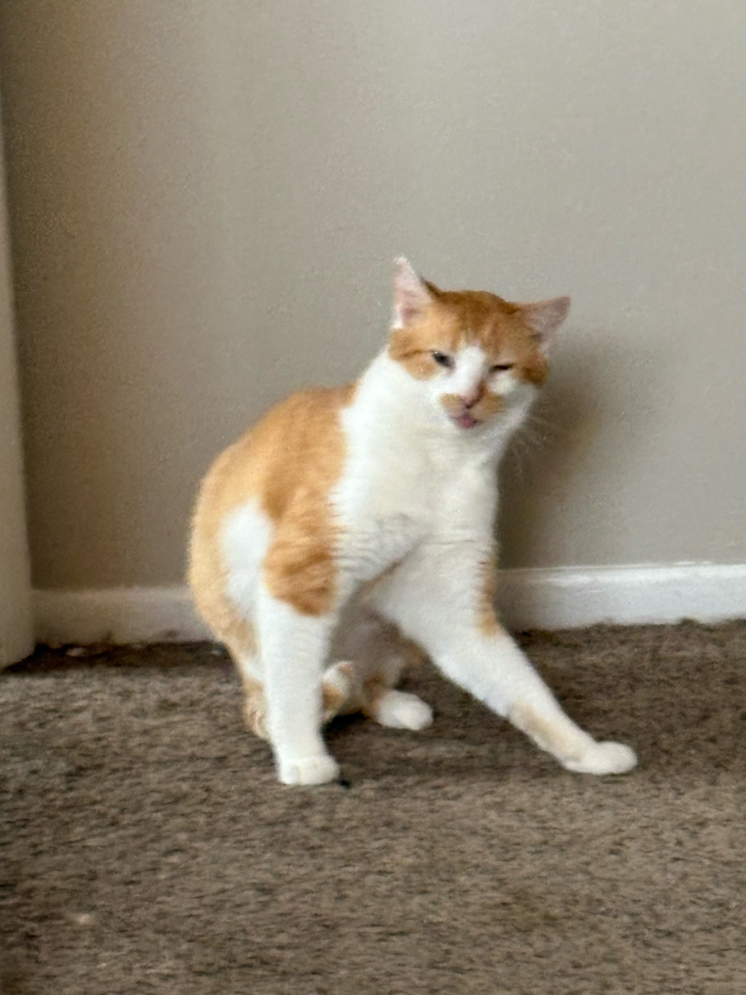 An orange and white cat sitting on tan carpet in front of a tan wall. He’s in the middle of grooming himself. His eyes are squinty and his tongue is sticking out, and there’s a little bit of motion blur on the photo.