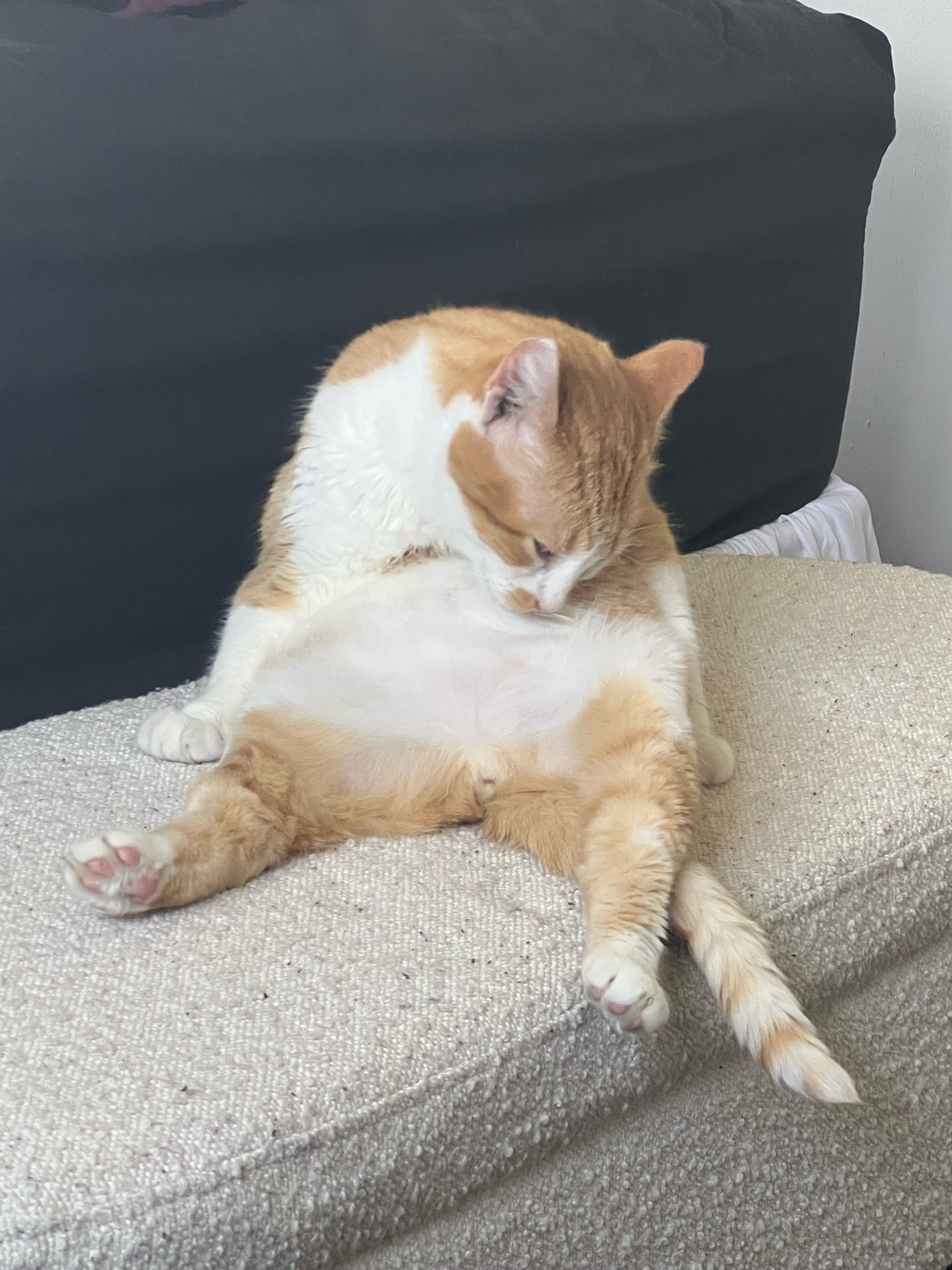 An orange and white cat sitting on a white ottoman. He’s sitting on his tail, with his back paws stretched in front of him and his front paws at his sides. He’s bent over and grooming his exposed belly.