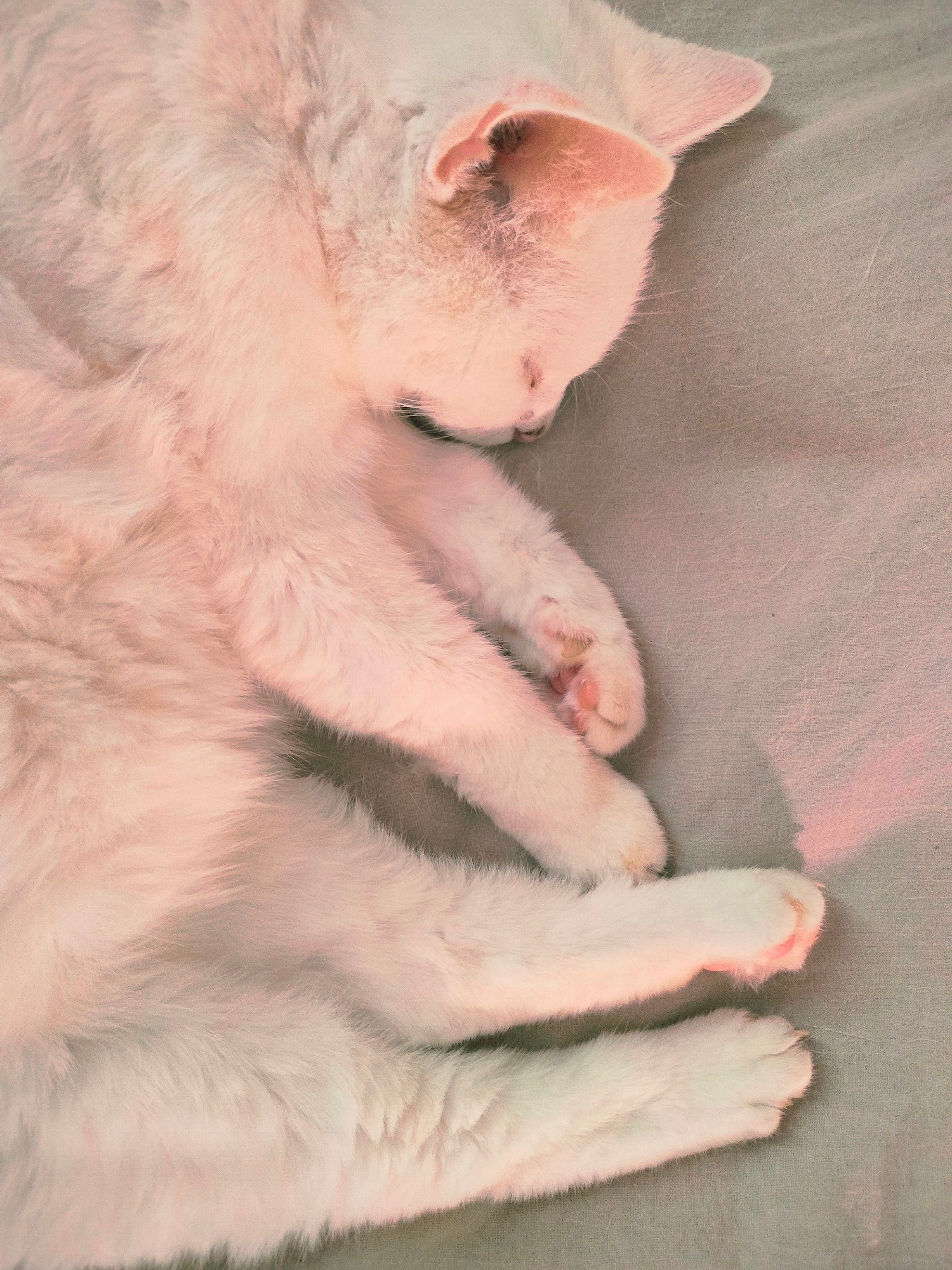 White cat snoozing comfortably