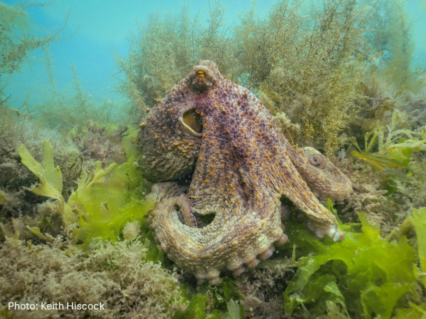 Image of Common Octopus (Octopus vulgaris) taken by Keith Hiscock
