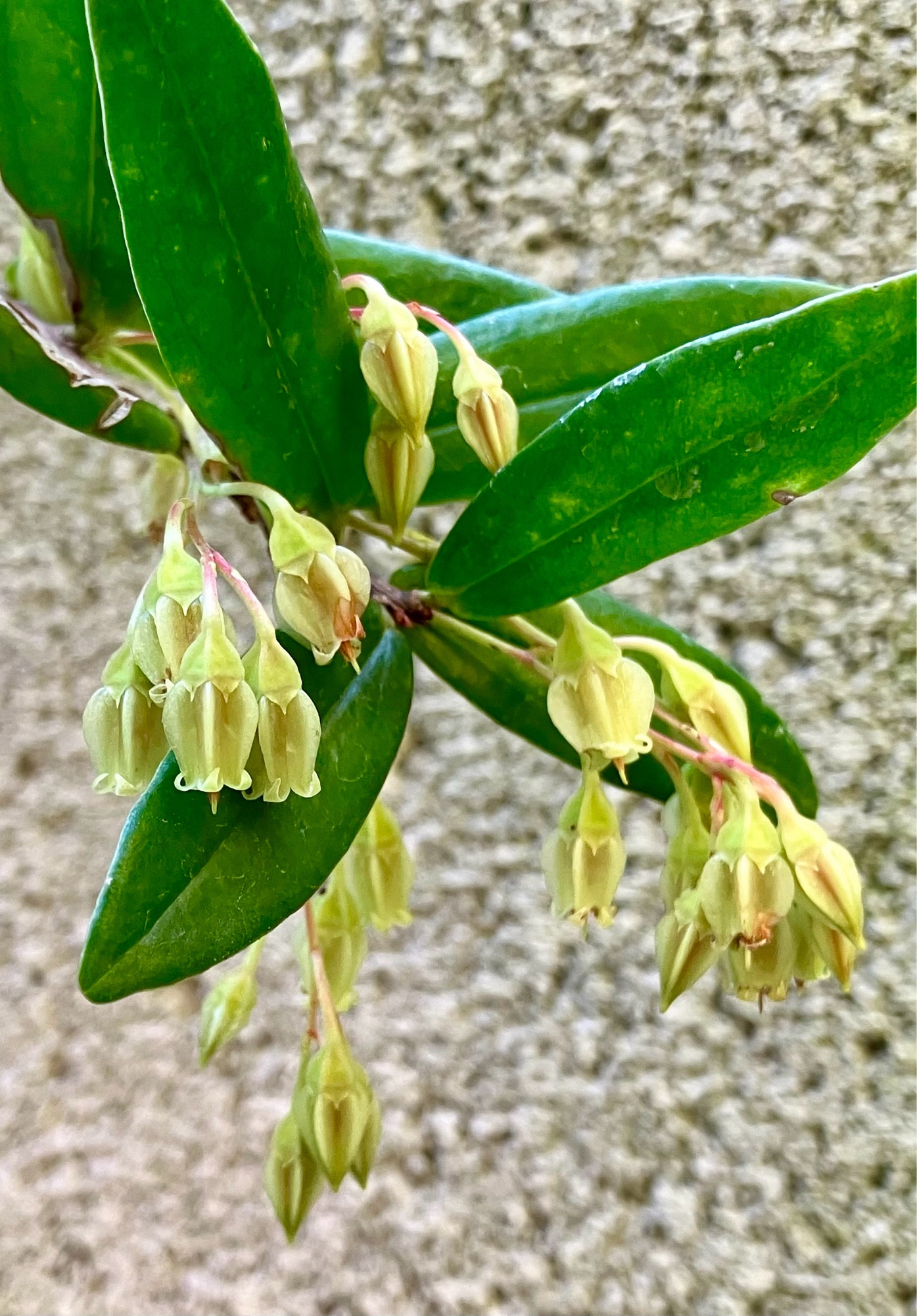 Greenish urn-shaped flowers in small clusters.  this is a tropical member of the blueberry/rhododendron family.