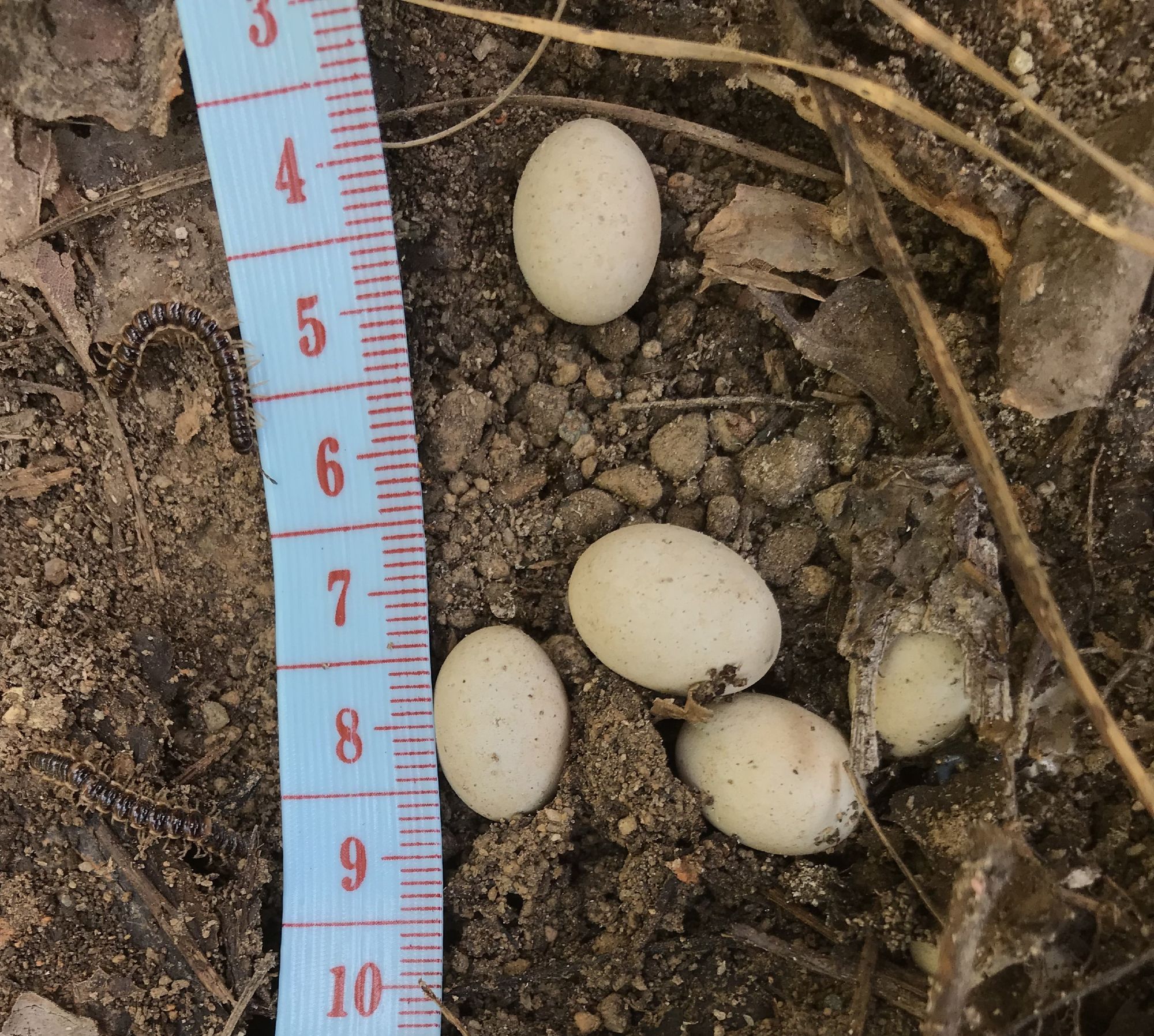 A clutch of skink eggs with a centimeter ruler.  Each of the five eggs is a little under 1.5 cm long