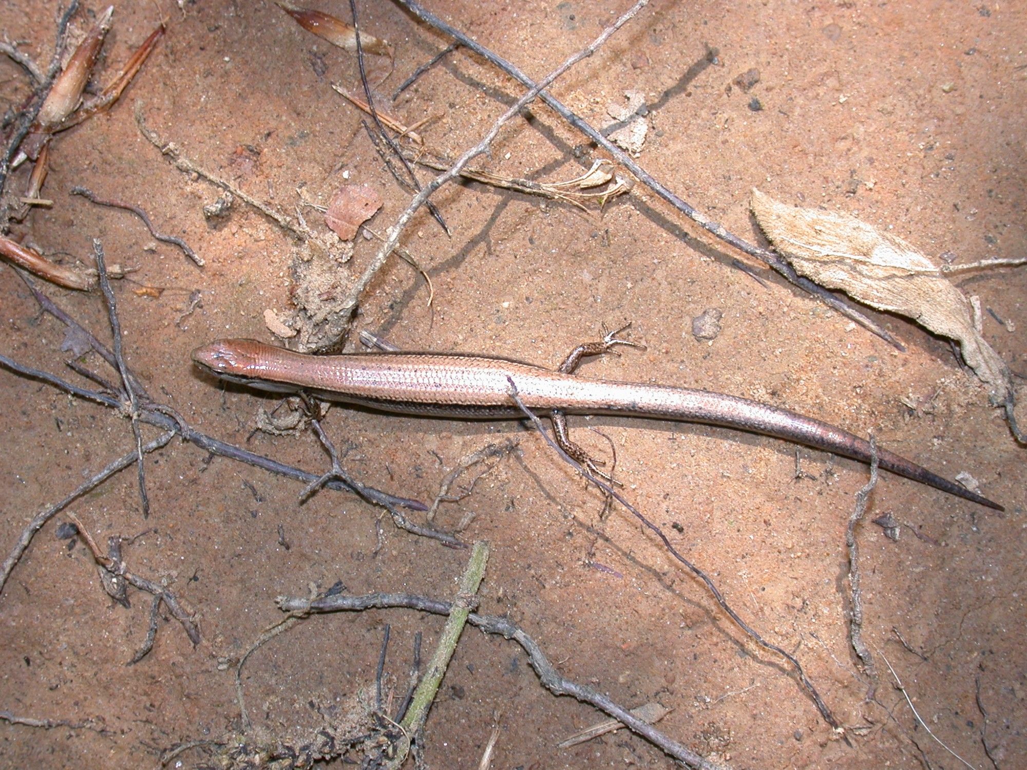 A little skink with a brown dorsum and darker stripes on its sides is stretched out on silty ground at the edge of a creek.