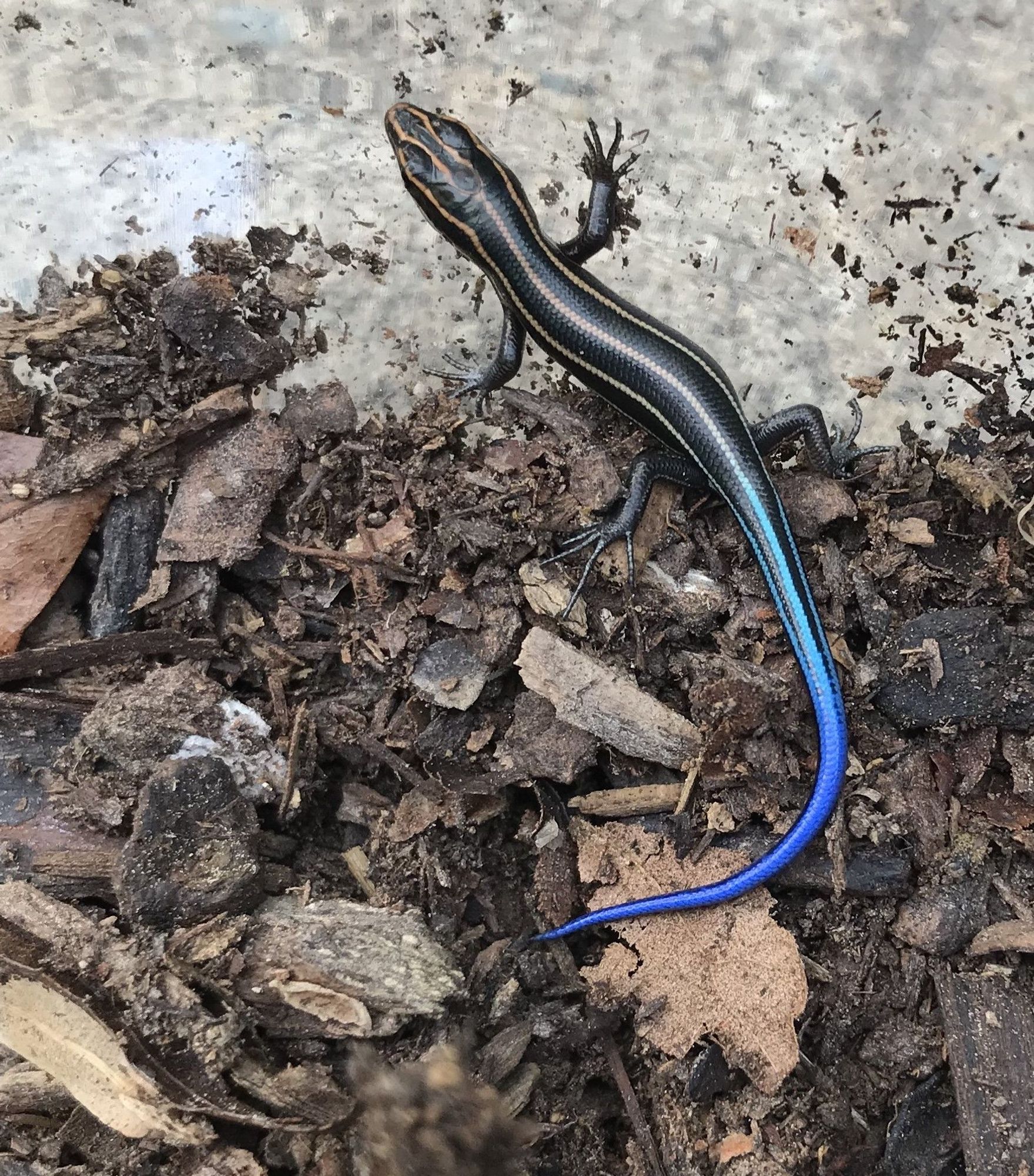 A hatchling skink.  The body is black with longitudinal white stripes.  The tail is vibrant blue.