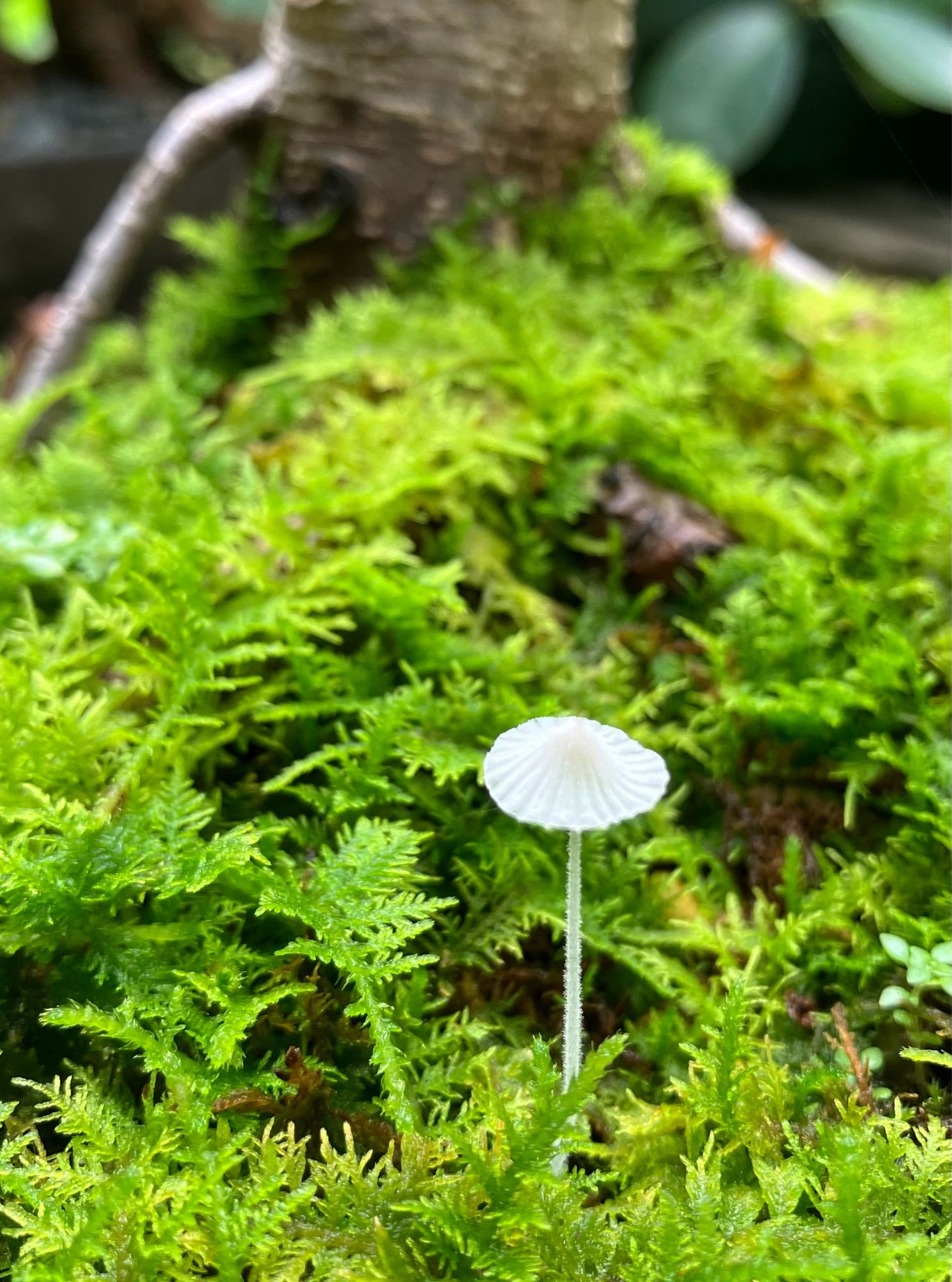 A tiny, delicate white mushroom is growing among bright green stands of moss.  In the background, the trunk of a bonsai tree is visible.