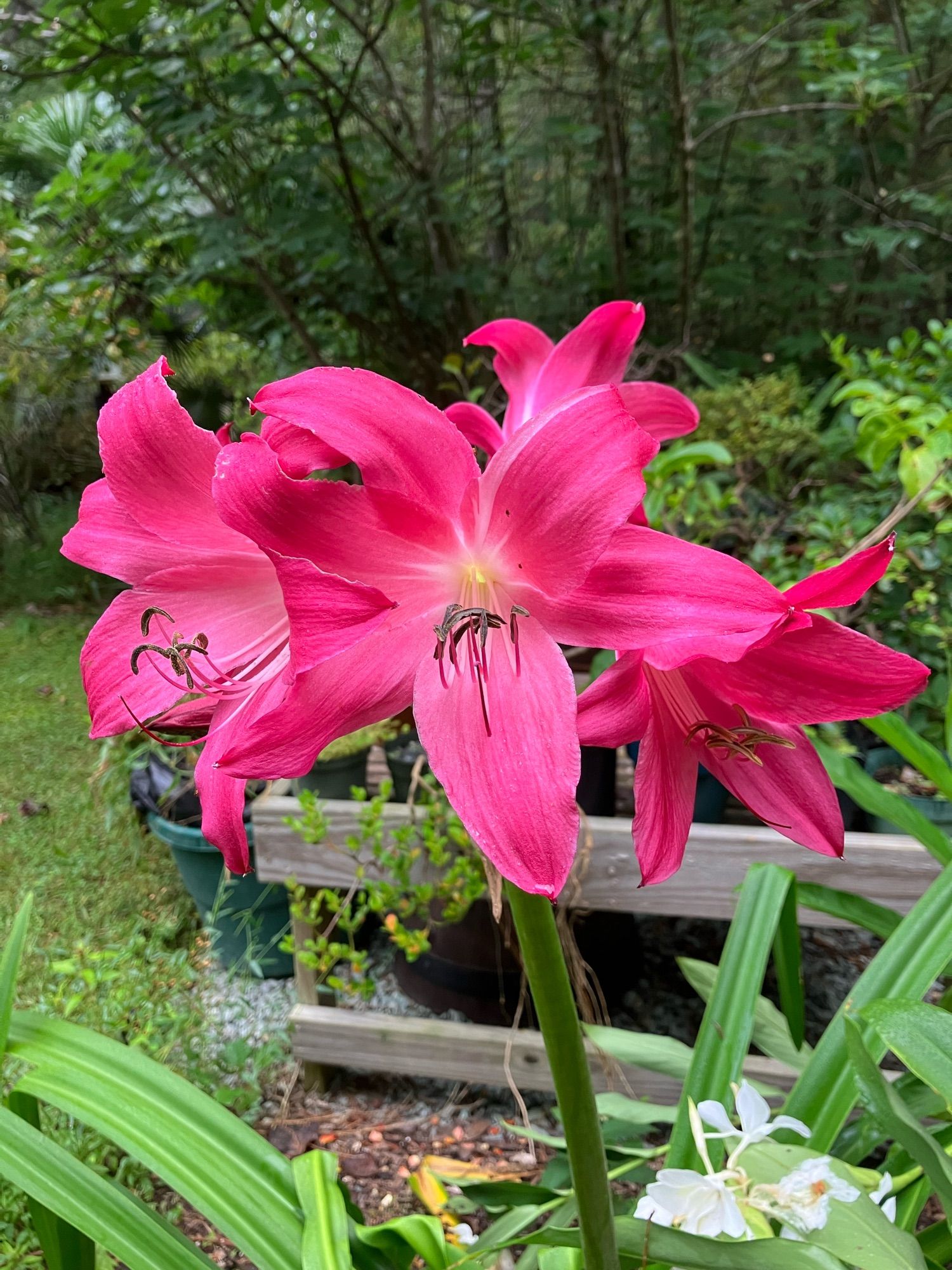 Gigantic hot-pink flowers on a 4 ft  inflorescence.  The flowers each have 3 petals and 3 sepals