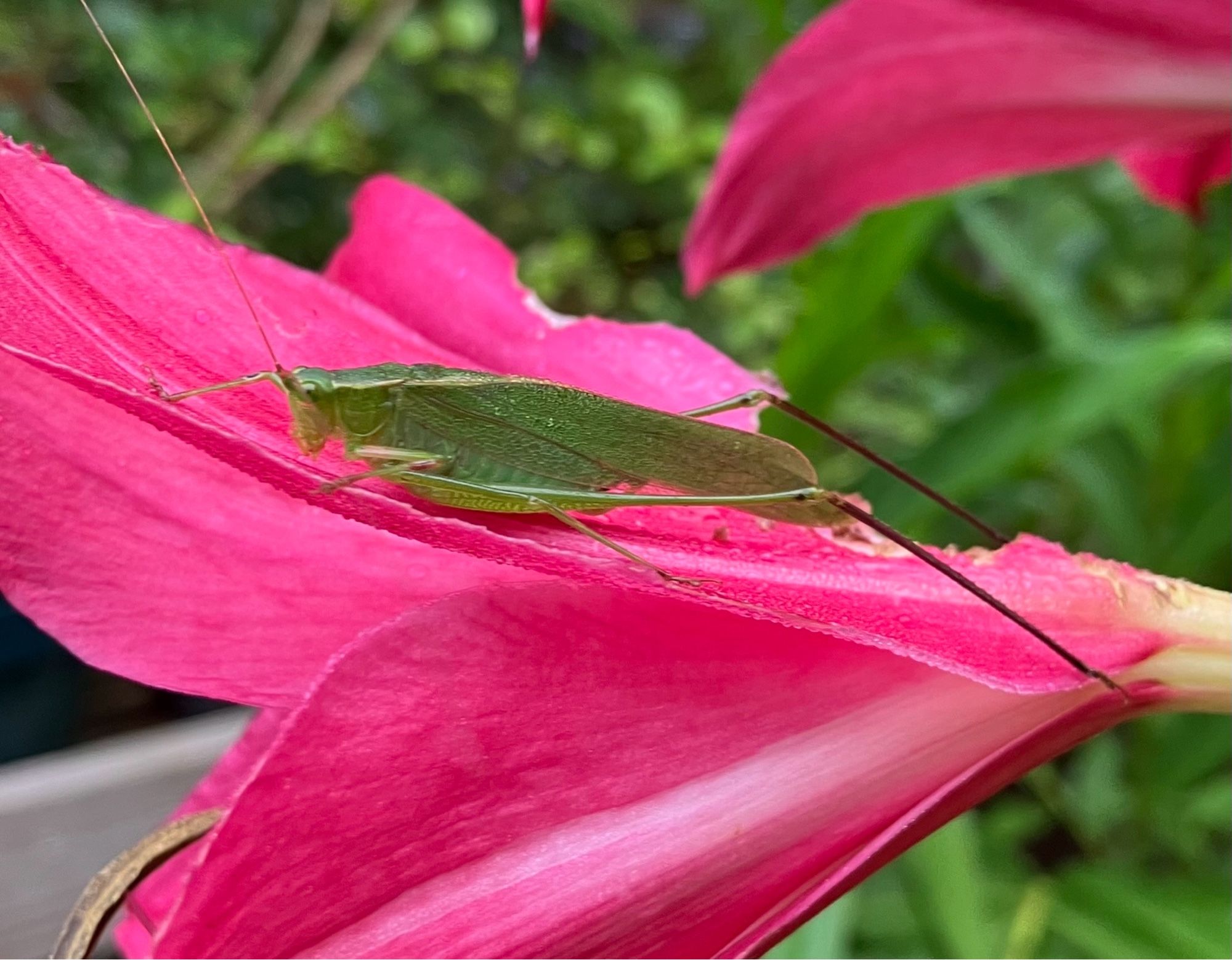 A green grasshopper-like insect is sitting on a pink petal.  Behind it is another petal that is missing several semi-circular chunks.