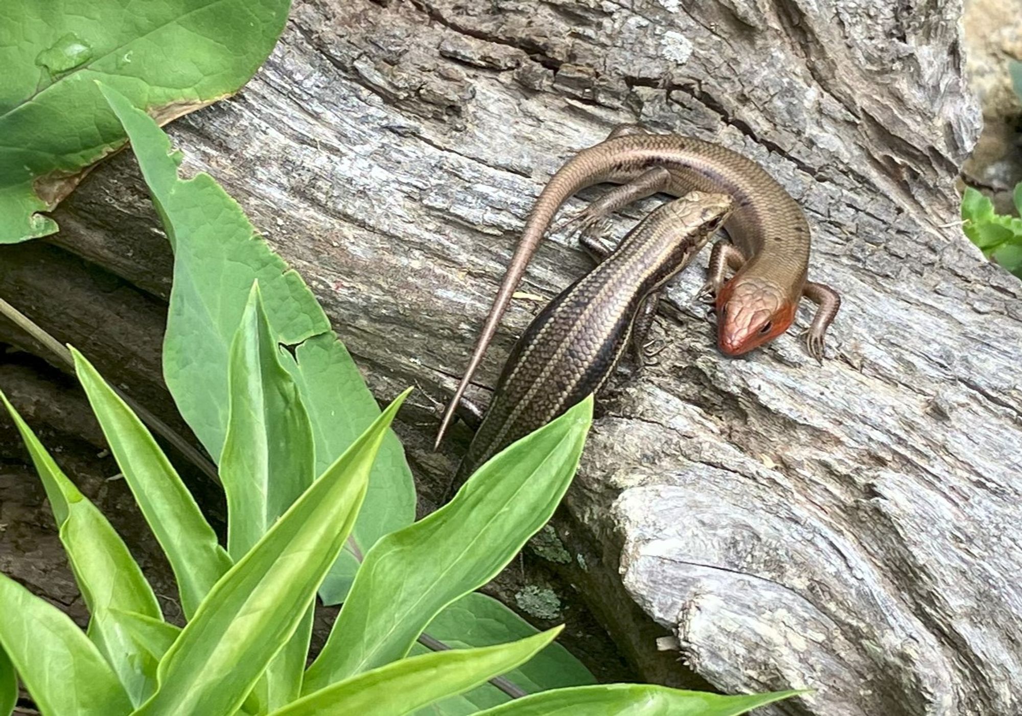 A pair of skinks.  The male is brown with a broad orange head.  The female is darker with five longitudinal stripes.