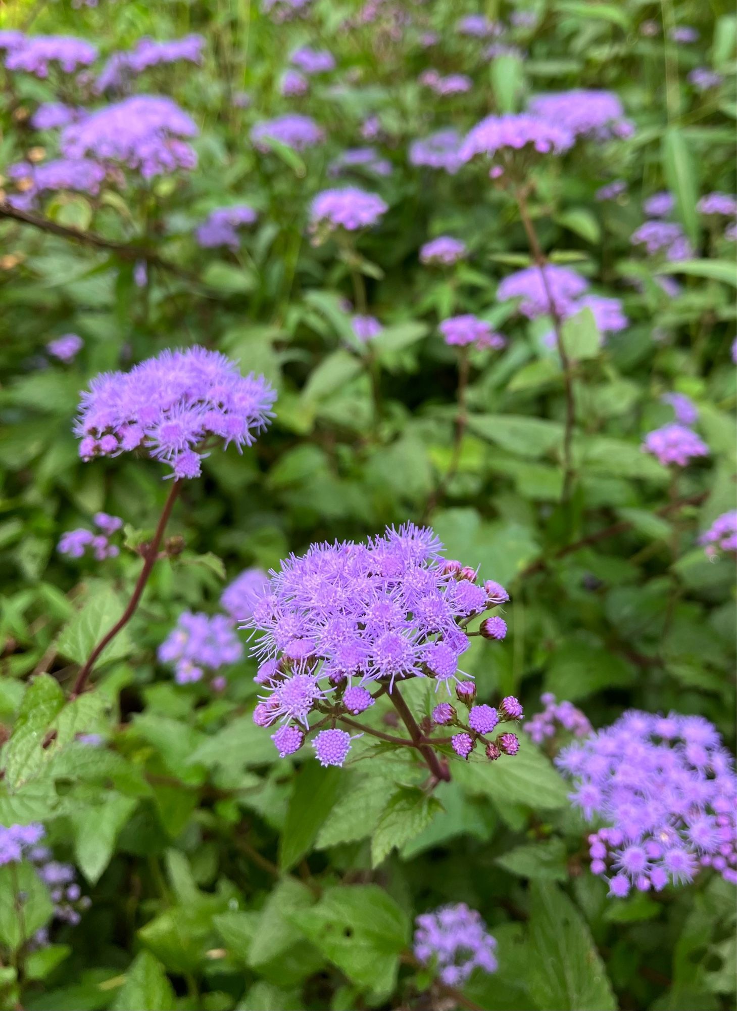 Violet flowers in clusters that appear softly fuzzy