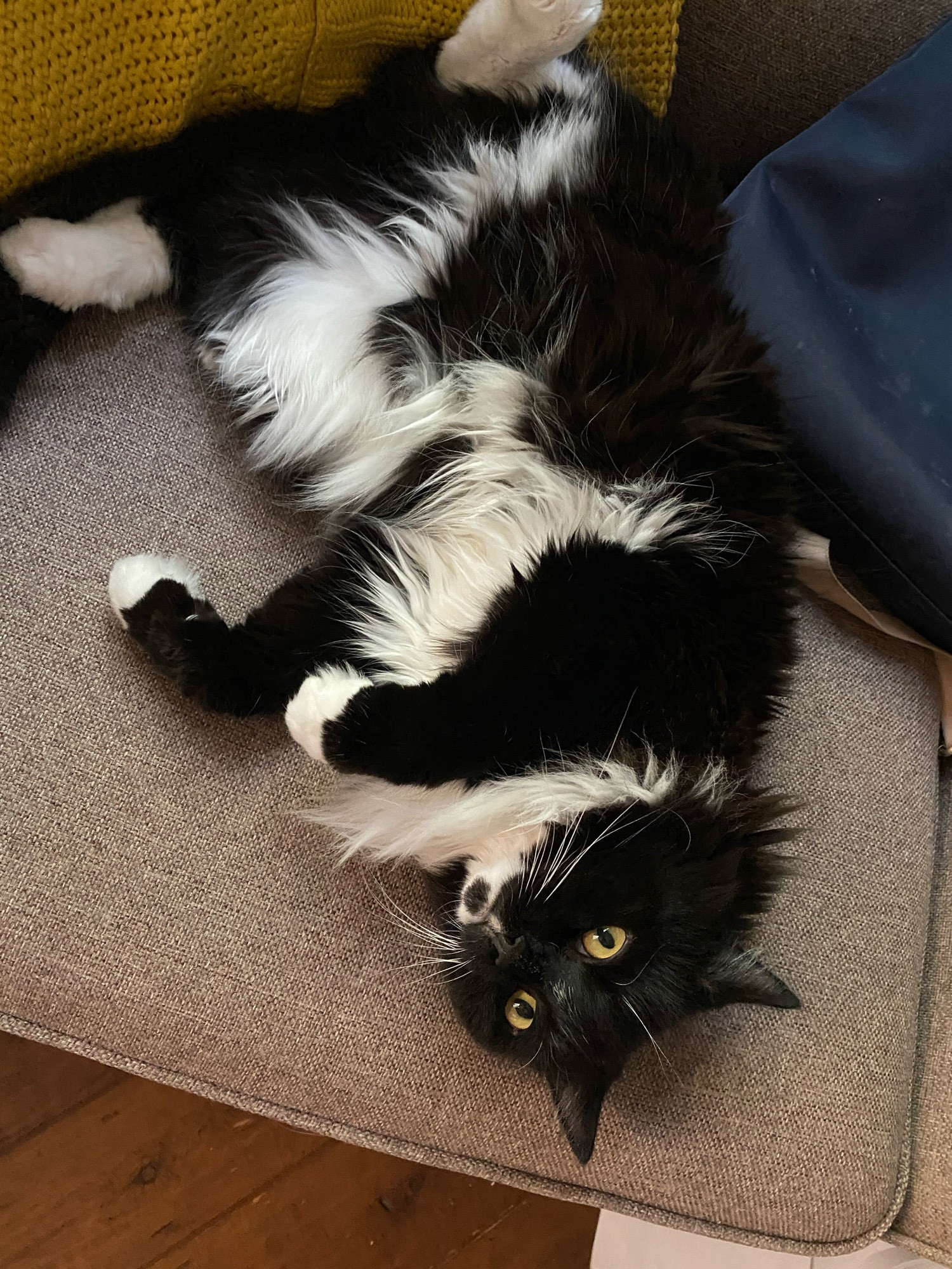 A picture of a fluffy black and white cat luring on his back on a chair, looking like he’s been caught doing something he shouldn’t