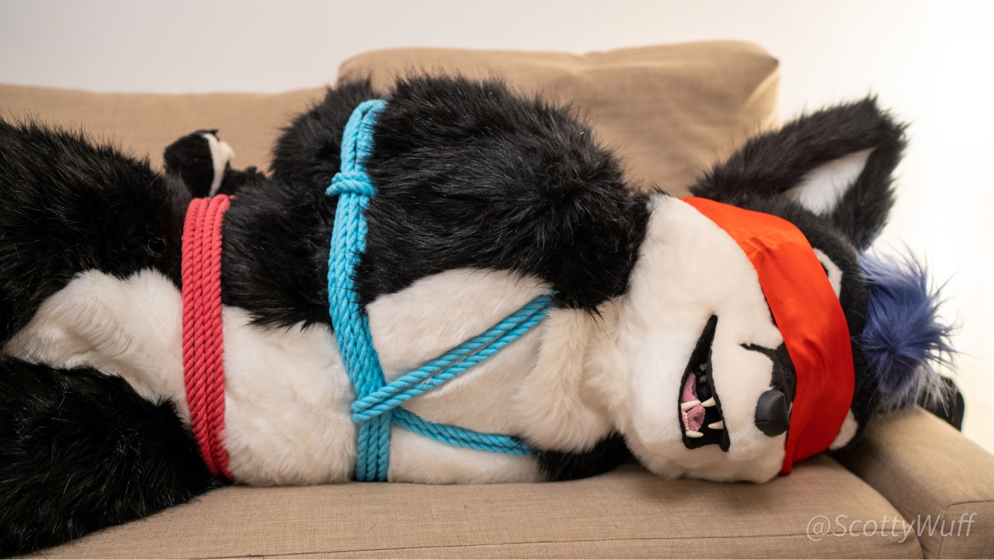 Photo of Mitt, a black and white fox fursuiter. He is laying down on a couch whilst tied up with rope and blindfolded.