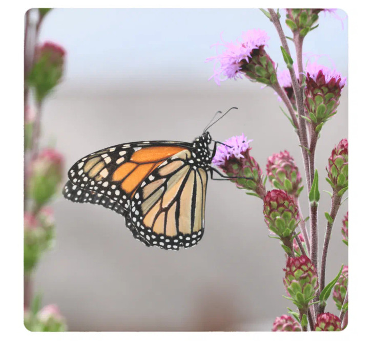 Image is of a Monarch on a purple flower by IowaShots on Zazzle.