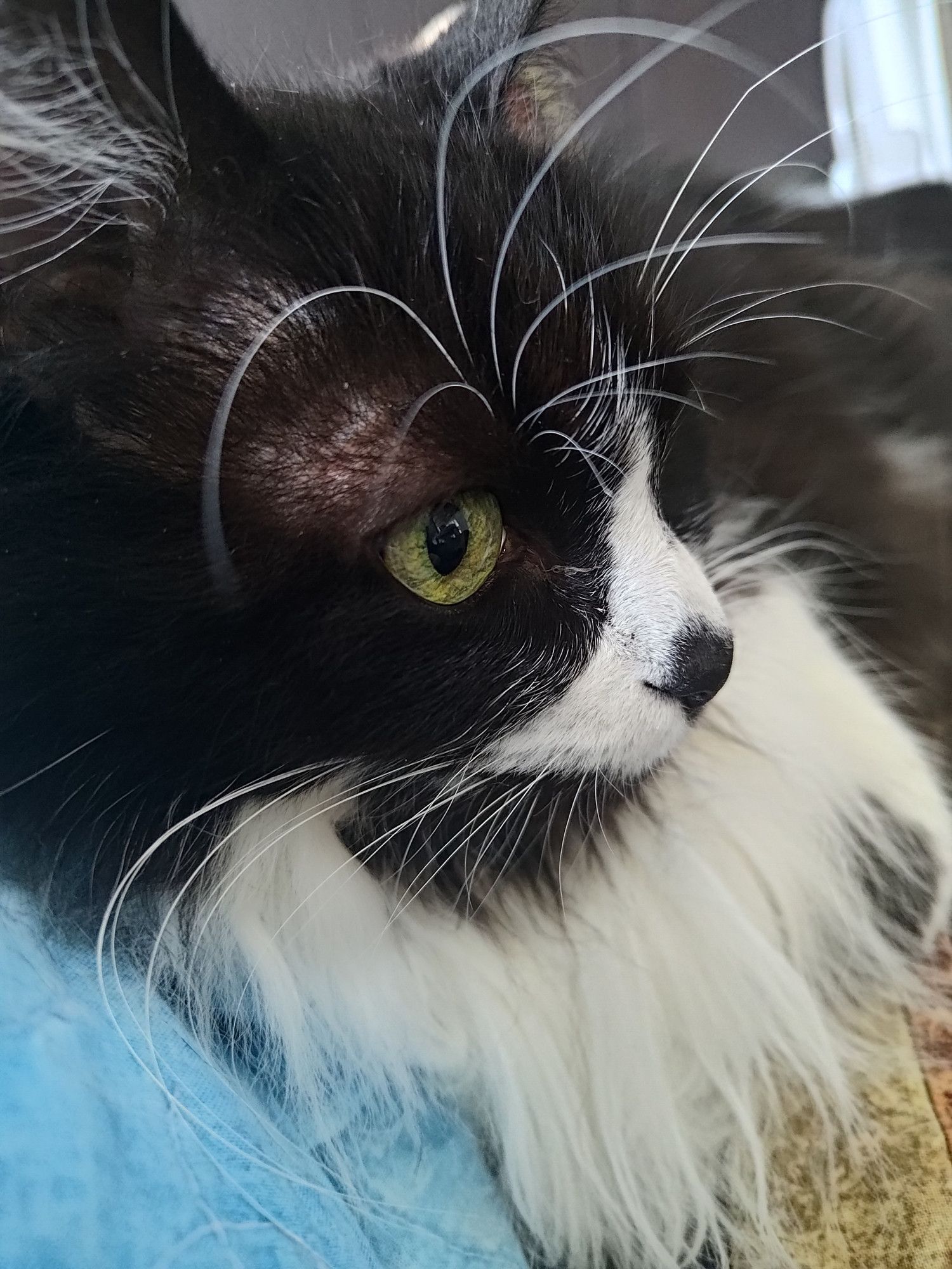 Close up head shot of a black and white cat. Her golden right eye is visible. She has a black fur smudge for her nose and black fur chin. White ear Tufts. Fluffy kitty so her ruff is visible. Epic white eyebrow whiskers and epic white face whiskers. She is leaning on a blue and brown blanket.