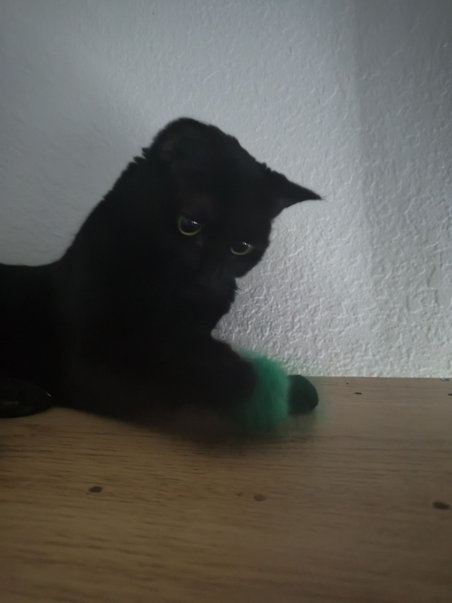 Void cat holding a green fuzzy toy in her paw. It's a little blurry because she is batting it. Her pupils are very large and very round, so you can barely see the yellow. She is focusing on the toy very intently. She is laying on a brown shelf in front of a white wall.