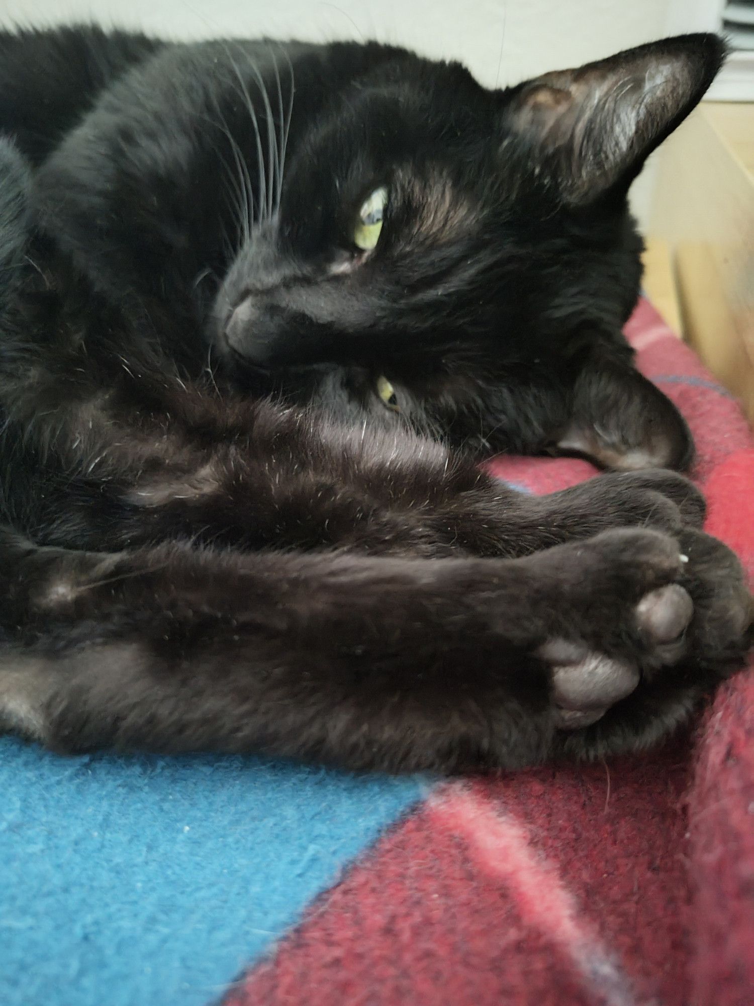 The black cat has green eyes that are half closed because sleepy. She is curled up tight enough so that her back toe beans are past her head. She is laying on a red and blue blanket