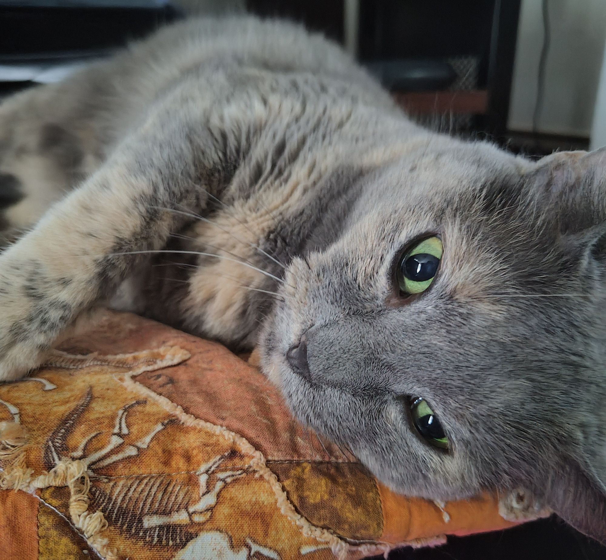 Dilute tortoise cat is laying on an orange blanket. She has green eyes. The blanket has a dinosaur skeleton on it in the foreground.